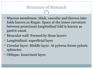 lecture 4 ANATOMY OF esophagus-stomach.ppt