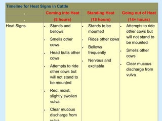 Timeline for Heat Signs in Cattle
. Coming into Heat Standing Heat Going out of Heat
. (8 hours) (18 hours) (14+ hours)
Heat Signs • Stands and
bellows
• Smells other
cows
• Head butts other
cows
• Attempts to ride
other cows but
will not stand to
be mounted
• Red, moist,
slightly swollen
vulva
• Clear mucous
discharge from
• Stands to be
mounted
• Rides other cows
• Bellows
frequently
• Nervous and
excitable
• Attempts to ride
other cows but
will not stand to
be mounted
• Smells other
cows
• Clear mucous
discharge from
vulva
 