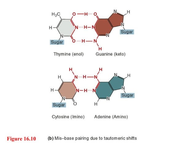 Lecture 4 Gene Mutation ppt