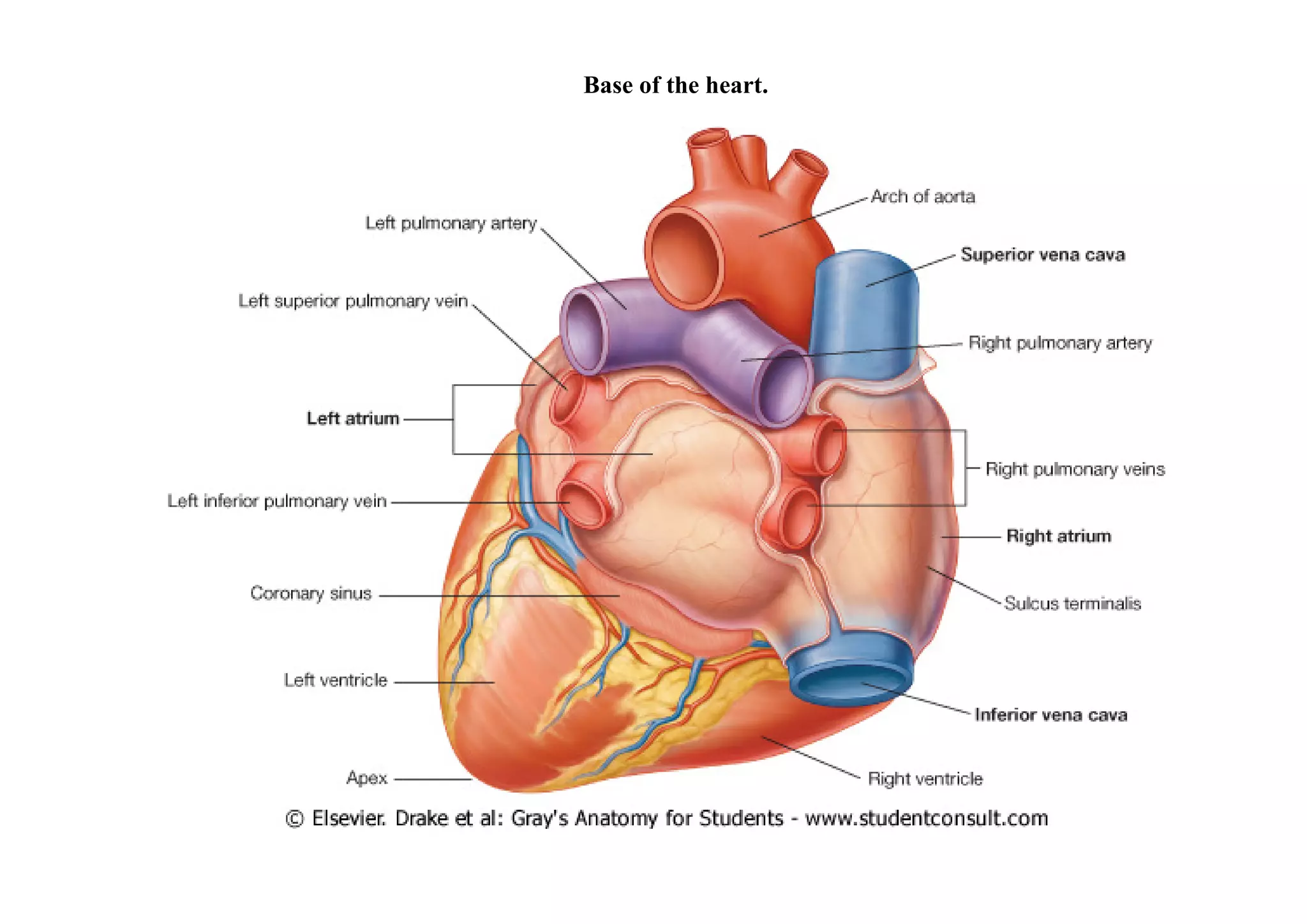 Base of the heart.
 
