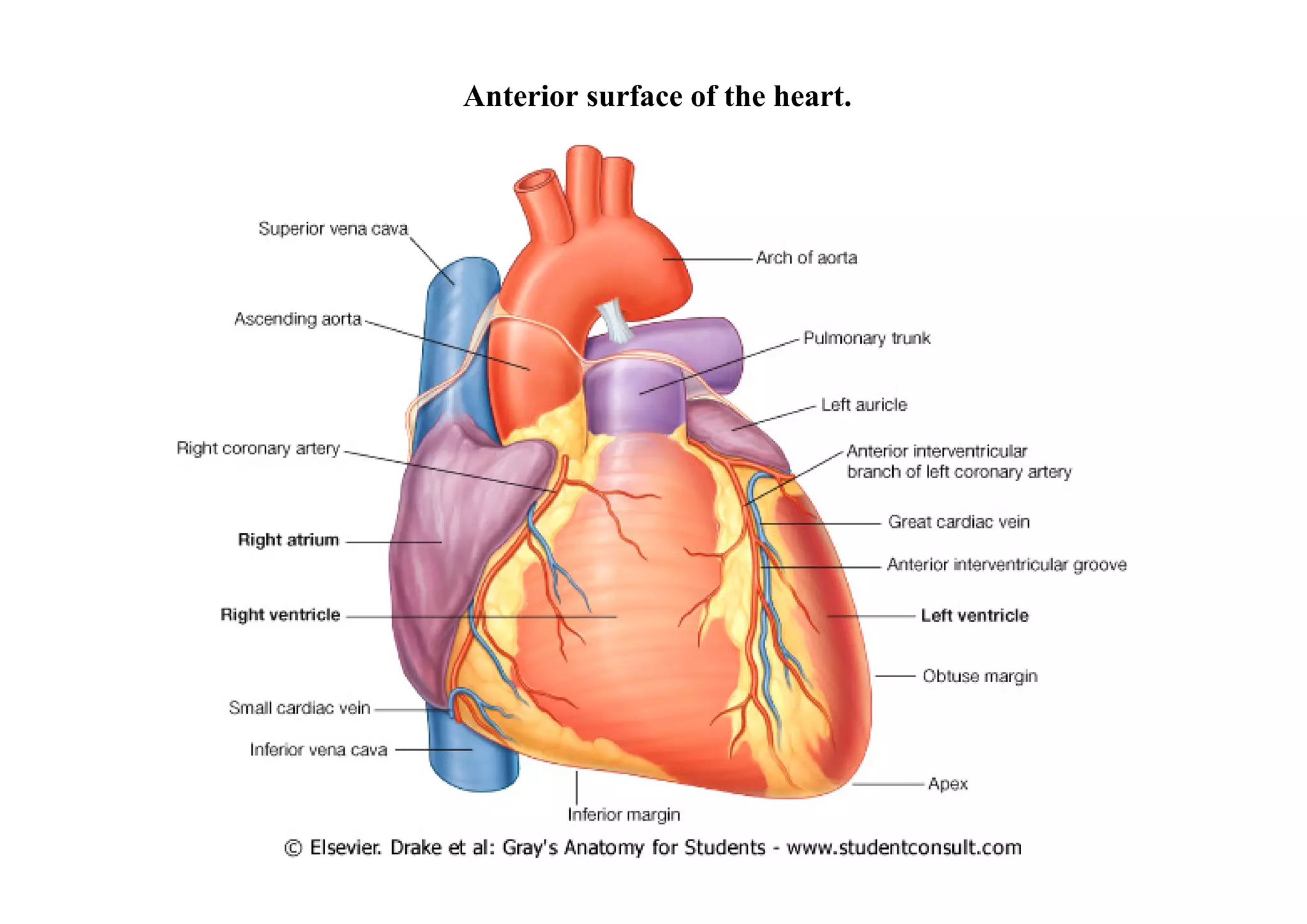 Anterior surface of the heart.
 
