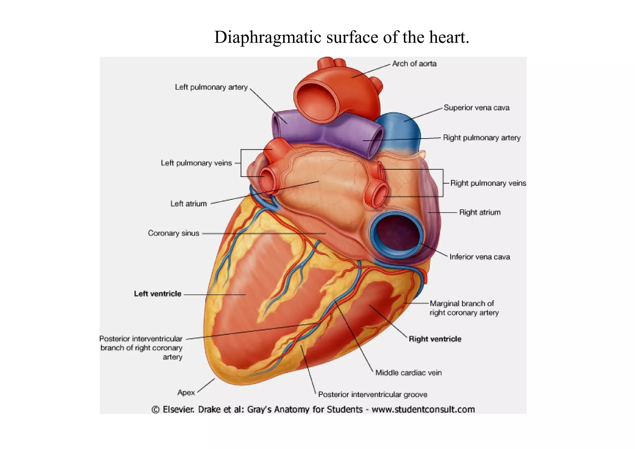 Diaphragmatic surface of the heart.
 