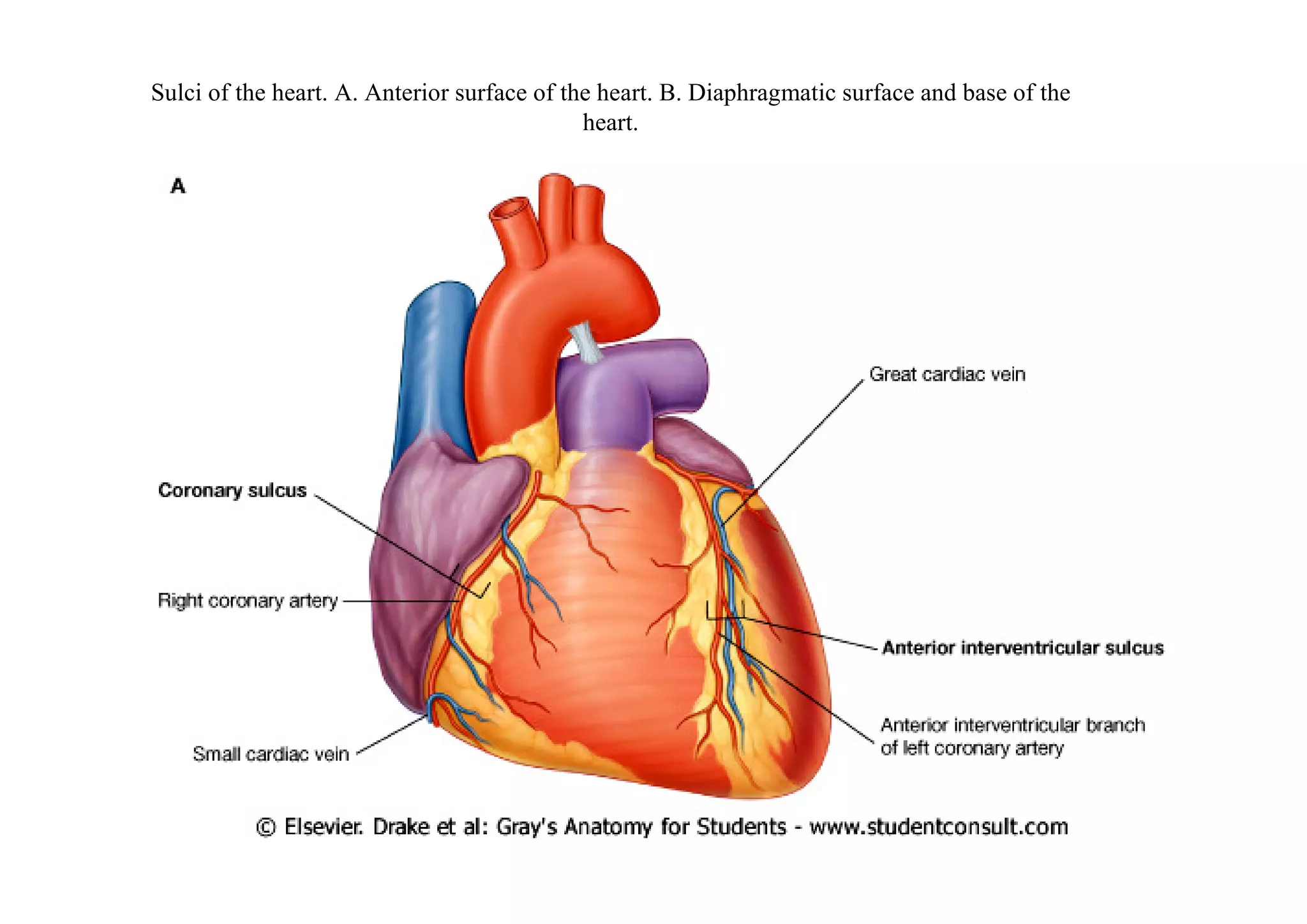 Sulci of the heart. A. Anterior surface of the heart. B. Diaphragmatic surface and base of the
                                             heart.
 