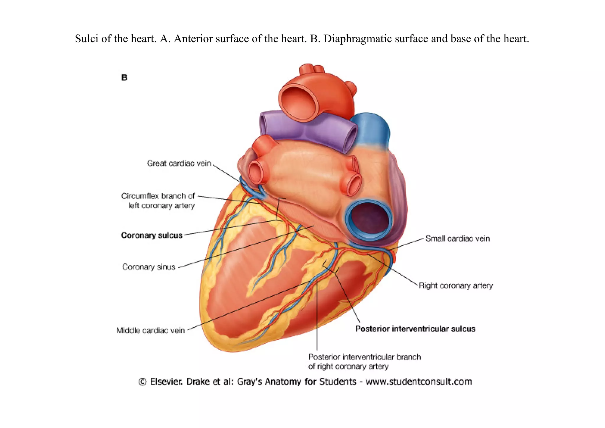 Sulci of the heart. A. Anterior surface of the heart. B. Diaphragmatic surface and base of the heart.
 