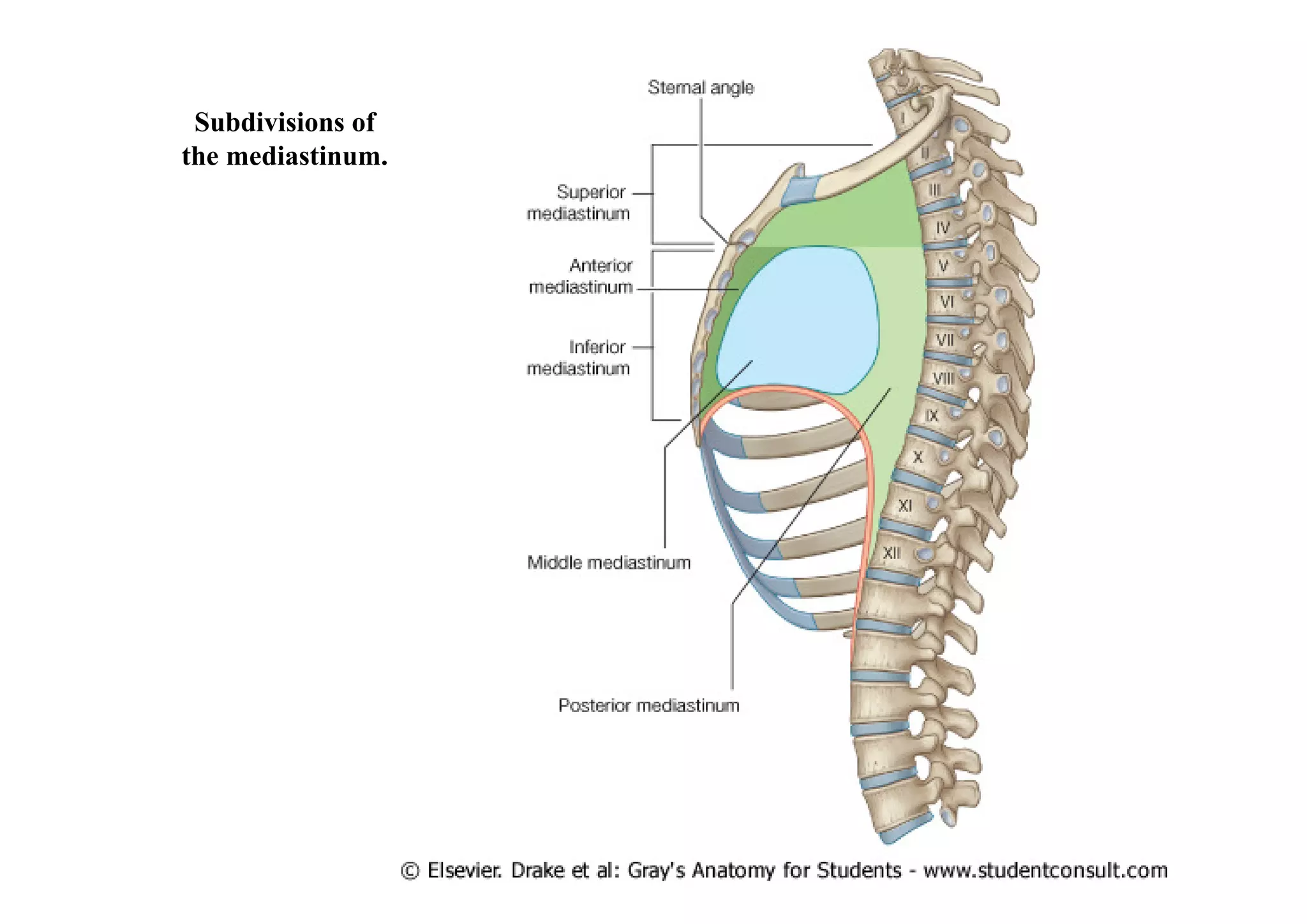 Subdivisions of
the mediastinum.
 