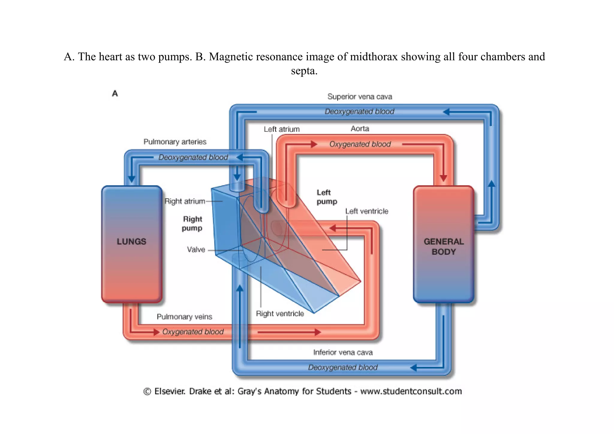 A. The heart as two pumps. B. Magnetic resonance image of midthorax showing all four chambers and
                                              septa.
 