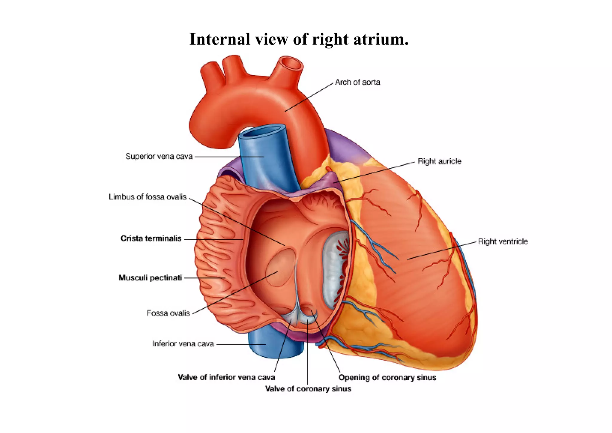 Internal view of right atrium.
 