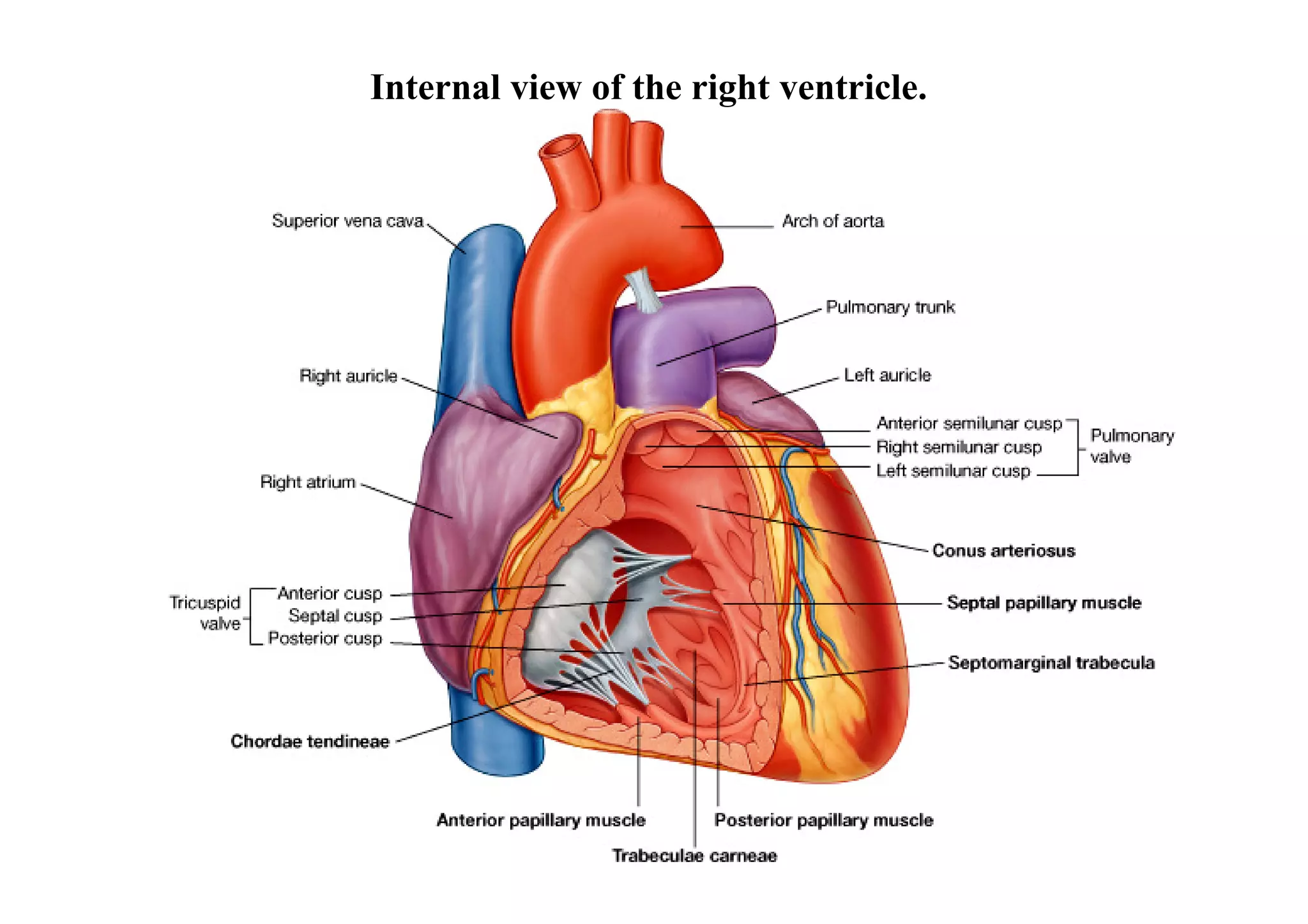Internal view of the right ventricle.
 