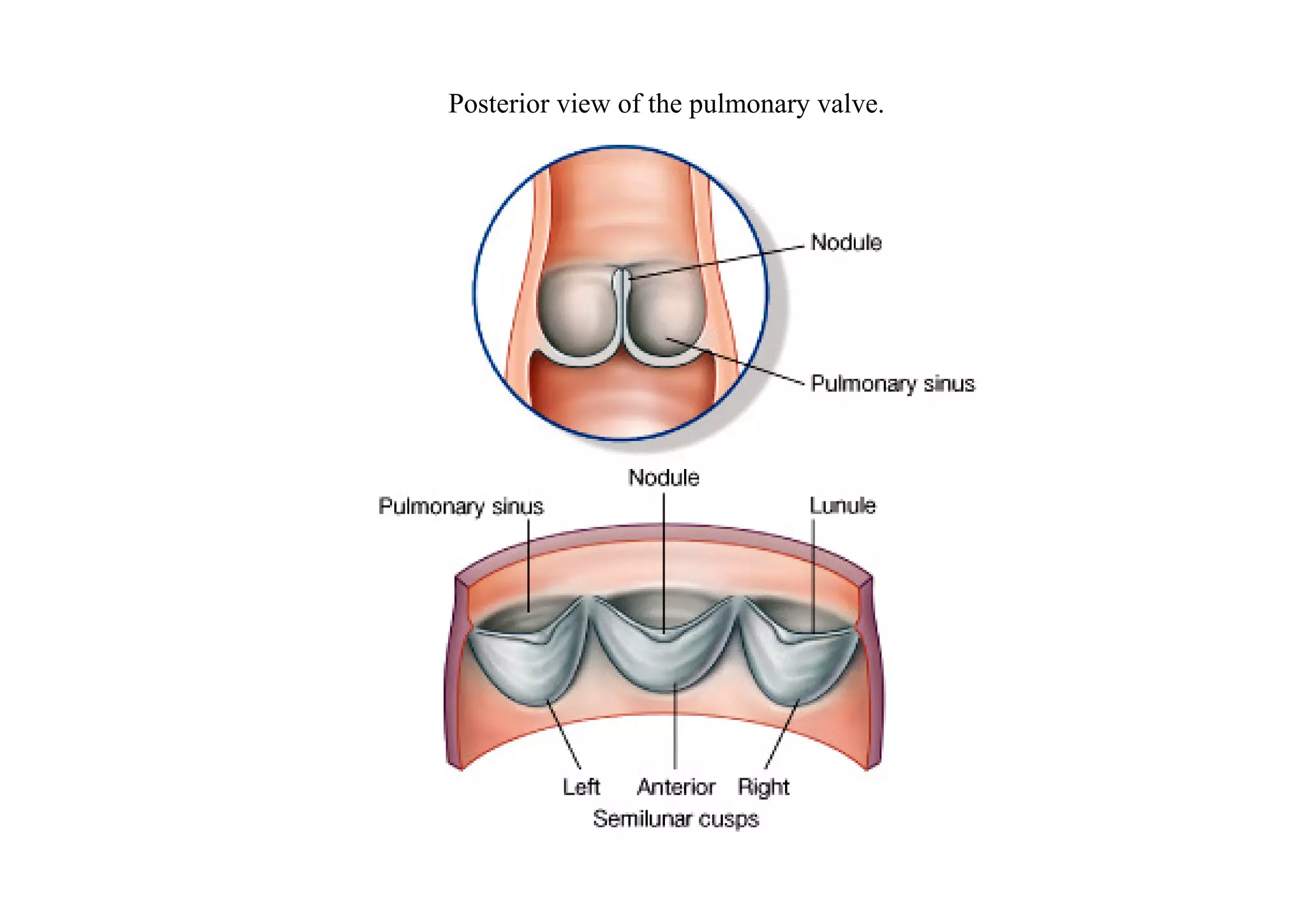 Posterior view of the pulmonary valve.
 