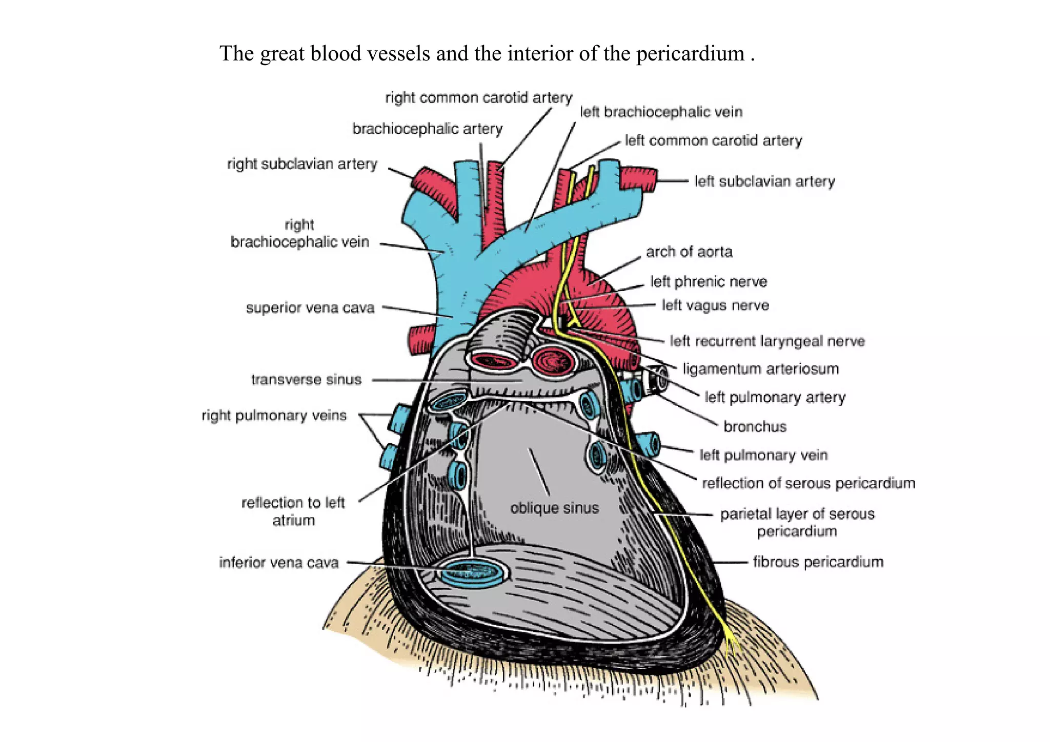 The great blood vessels and the interior of the pericardium .
 