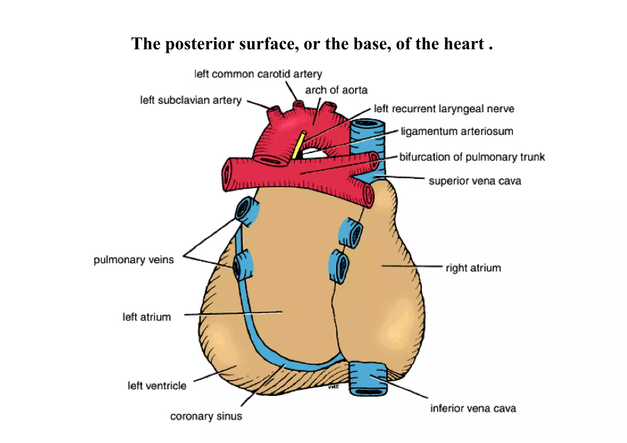 The posterior surface, or the base, of the heart .
 