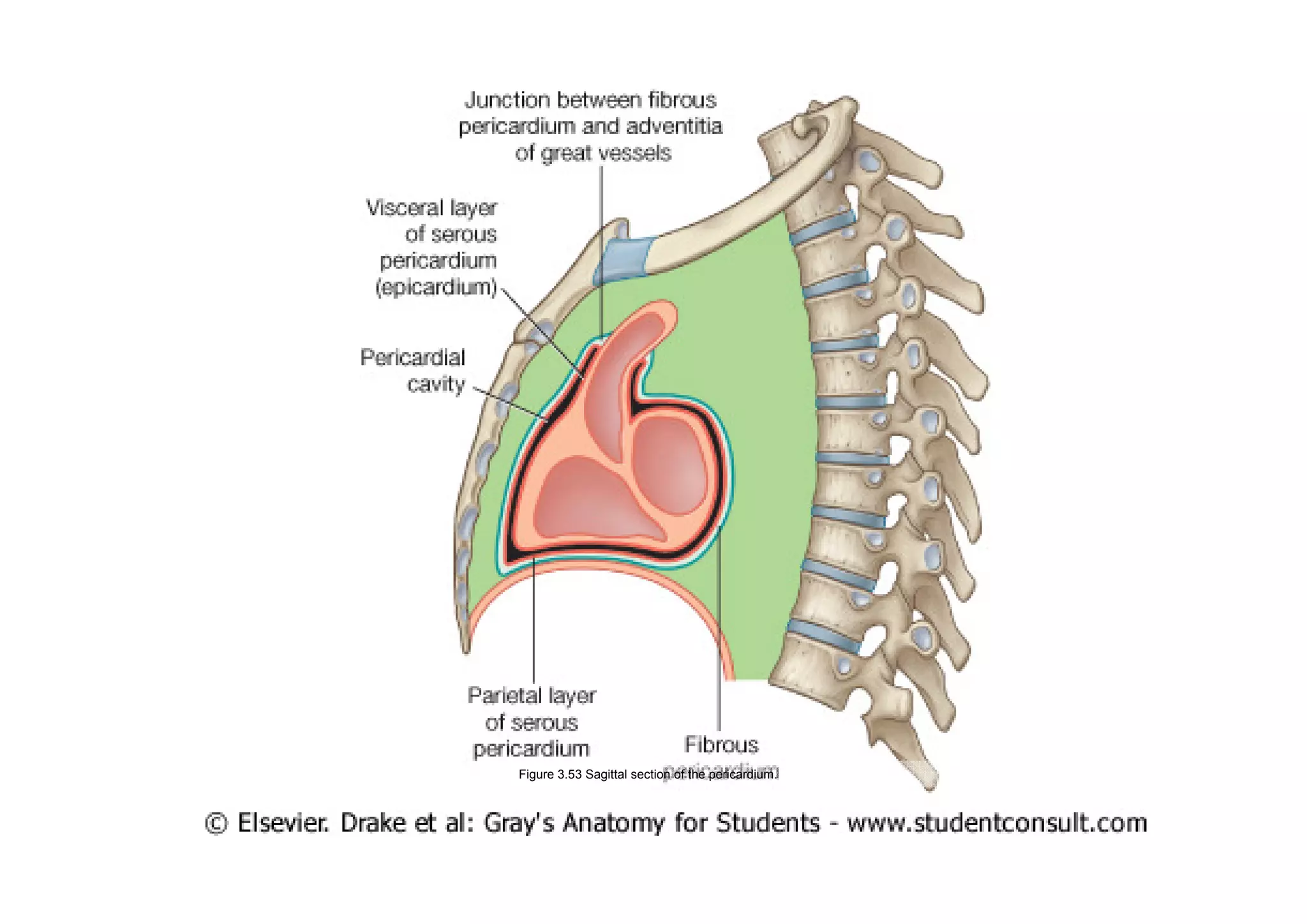 Figure 3.53 Sagittal section of the pericardium.
 