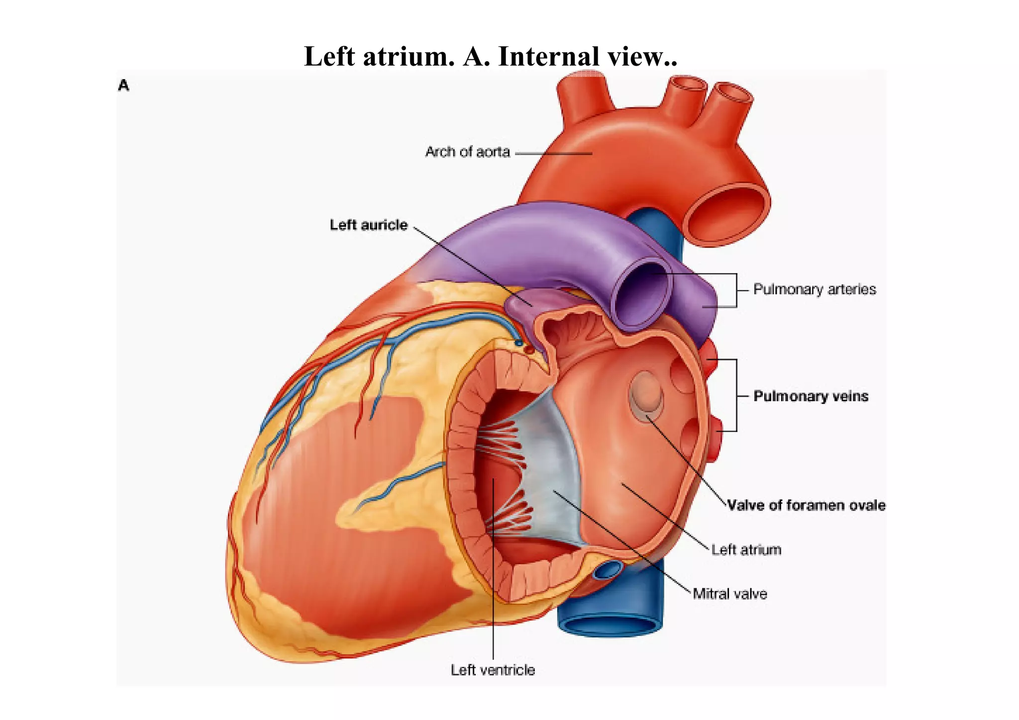 Left atrium. A. Internal view..
 