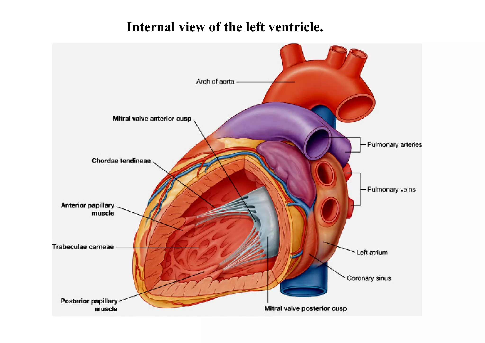 Internal view of the left ventricle.
 