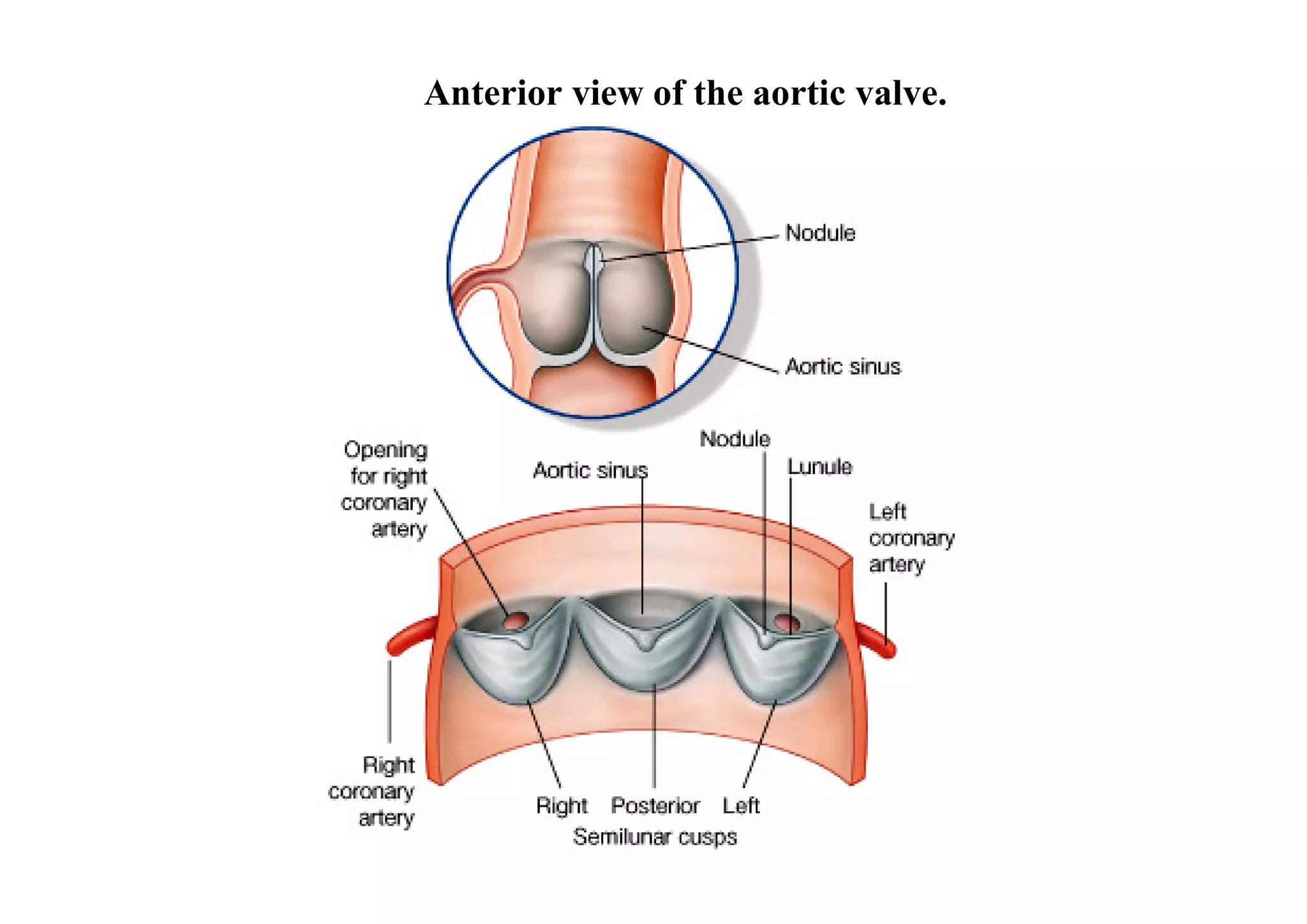 Anterior view of the aortic valve.
 