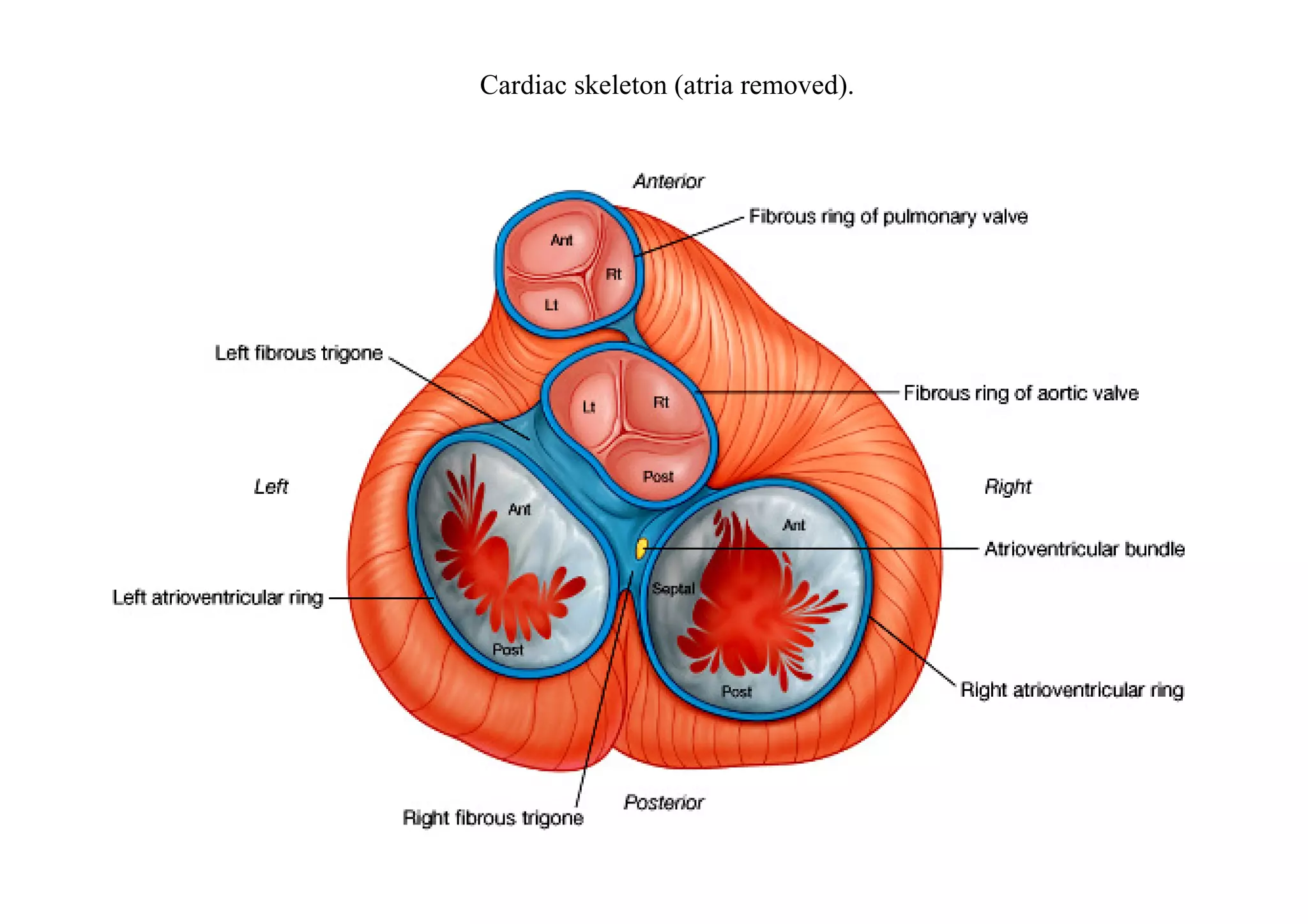 Cardiac skeleton (atria removed).
 