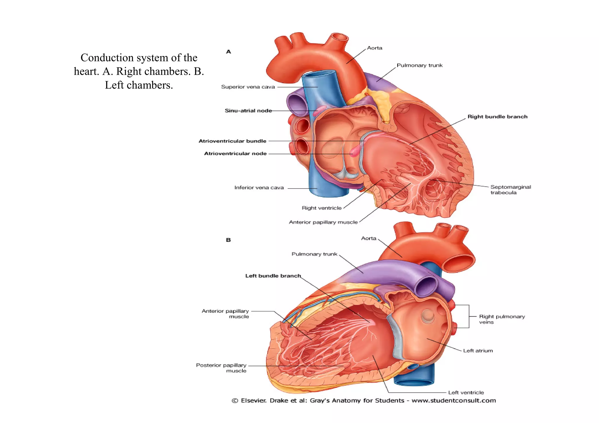 Conduction system of the
heart. A. Right chambers. B.
       Left chambers.
 