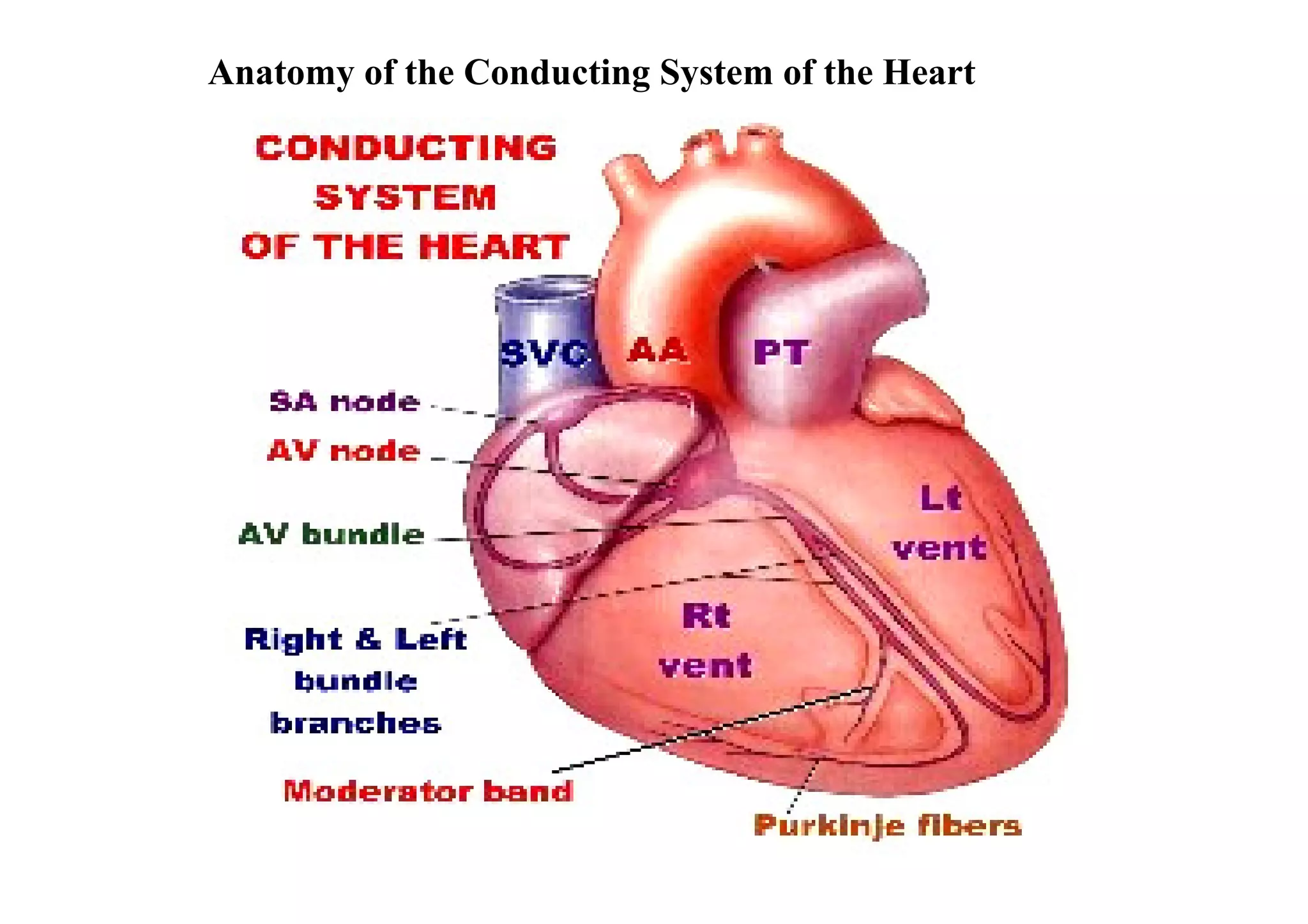 Anatomy of the Conducting System of the Heart
 