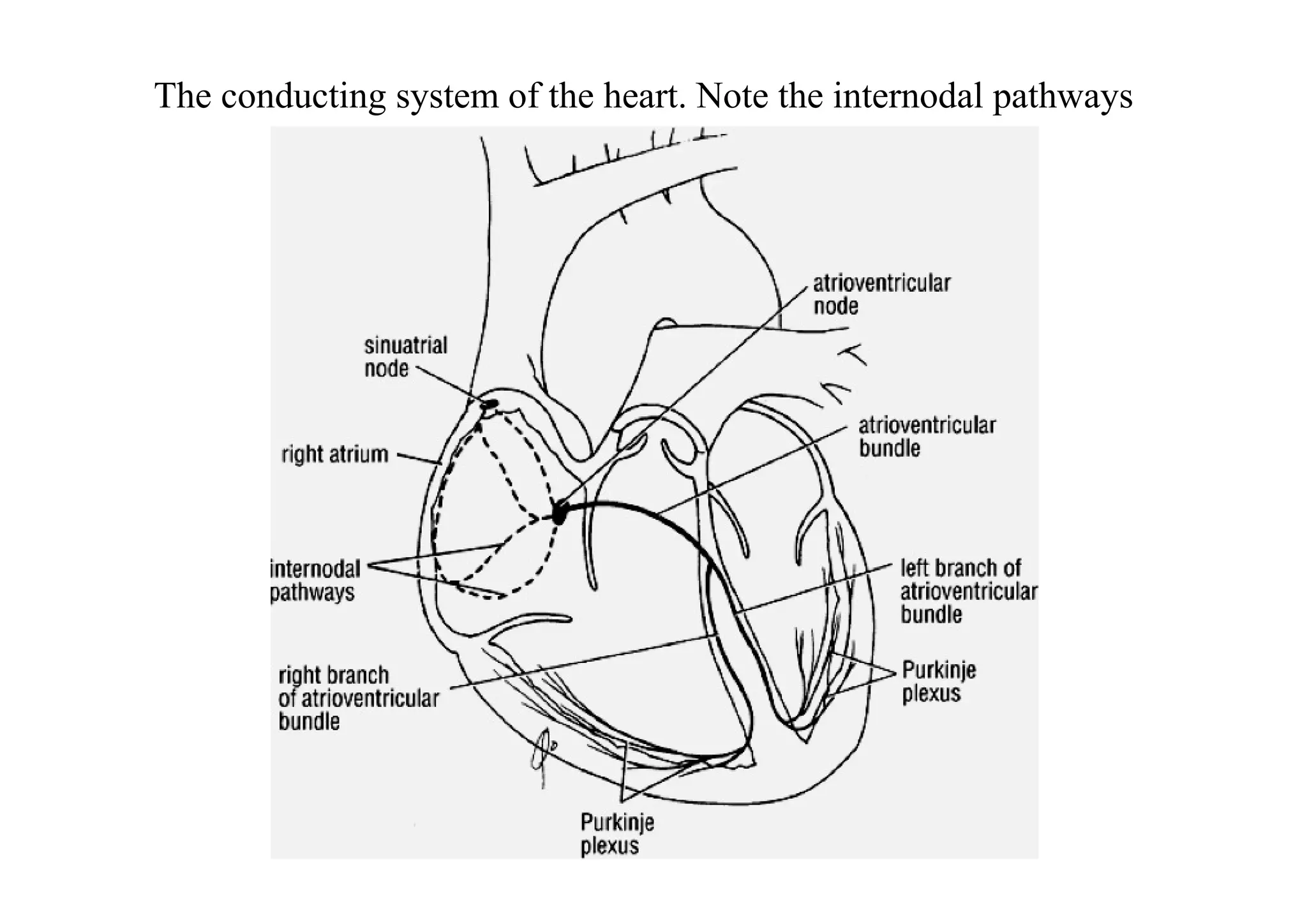 The conducting system of the heart. Note the internodal pathways
 