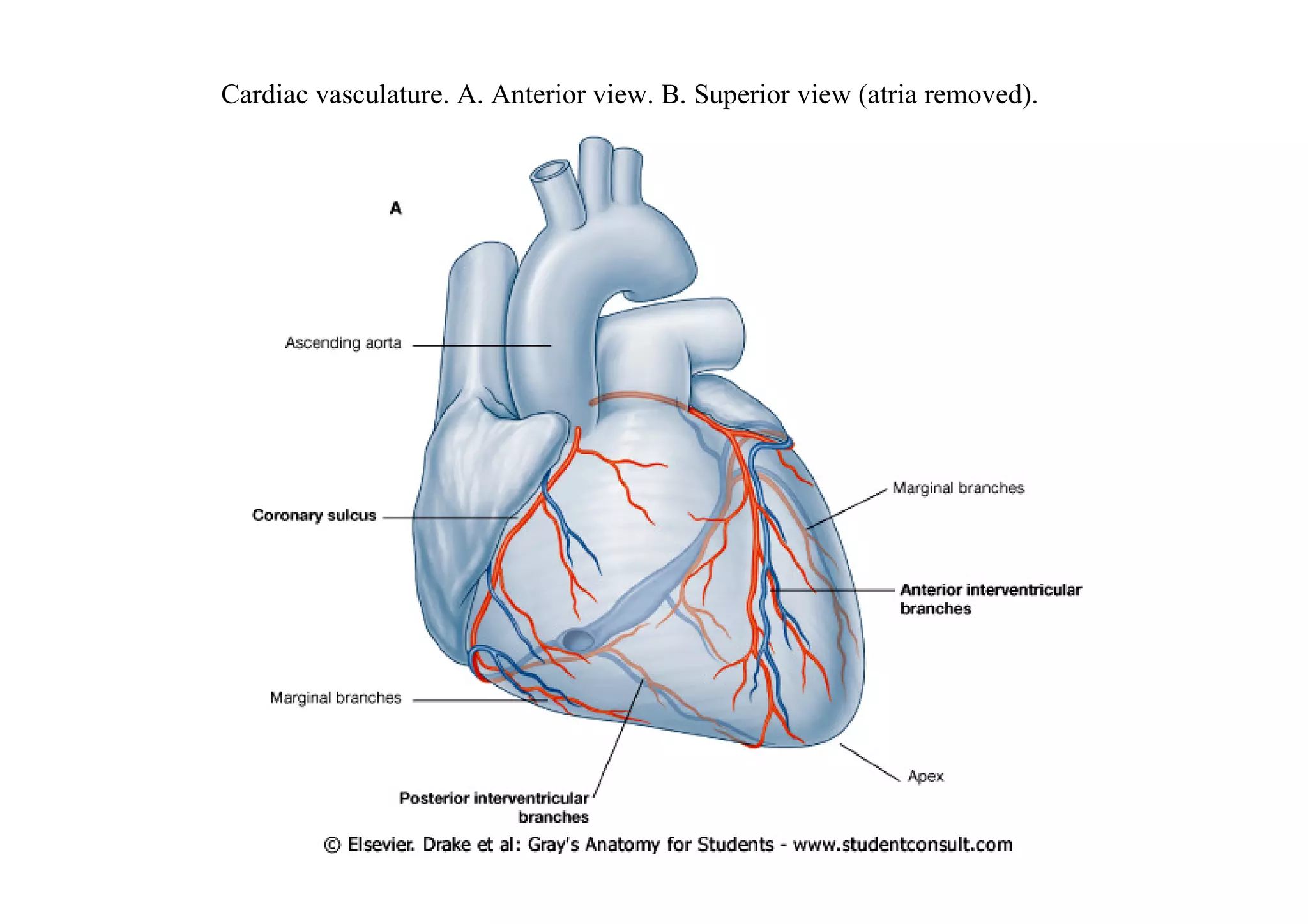 Cardiac vasculature. A. Anterior view. B. Superior view (atria removed).
 