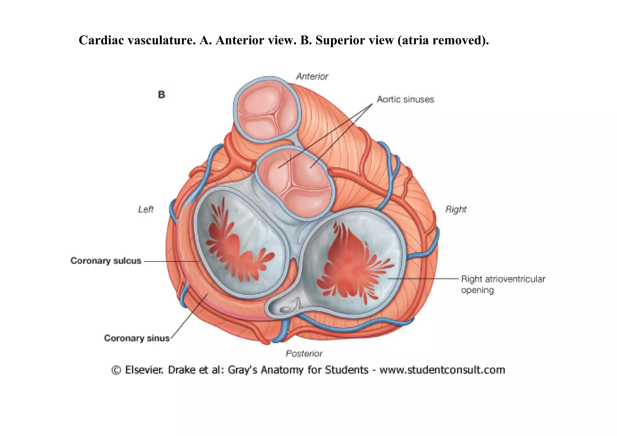 Cardiac vasculature. A. Anterior view. B. Superior view (atria removed).
 