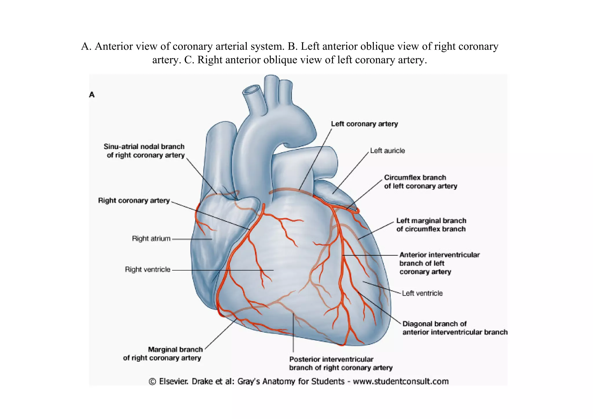 A. Anterior view of coronary arterial system. B. Left anterior oblique view of right coronary
               artery. C. Right anterior oblique view of left coronary artery.
 