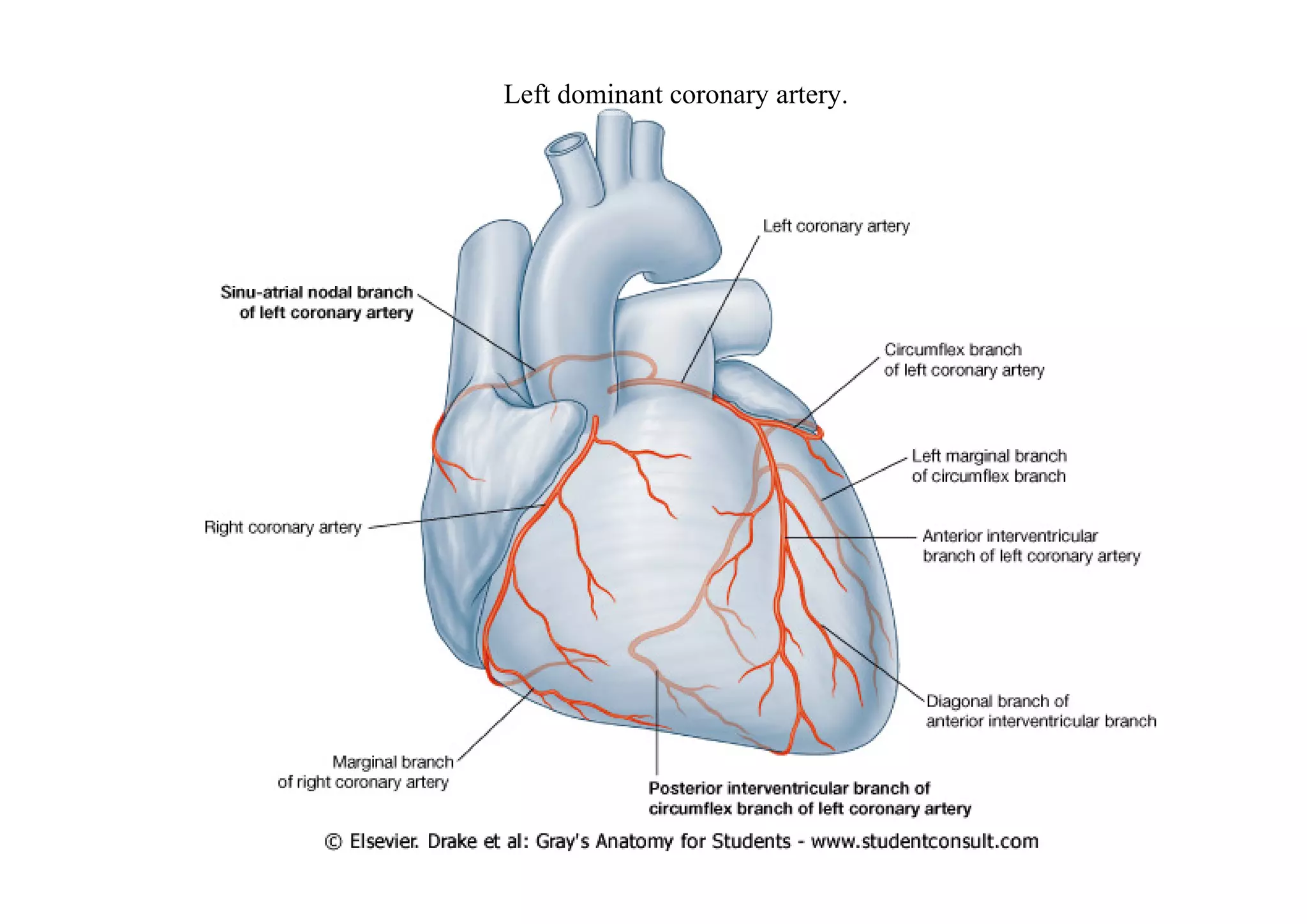Left dominant coronary artery.
 