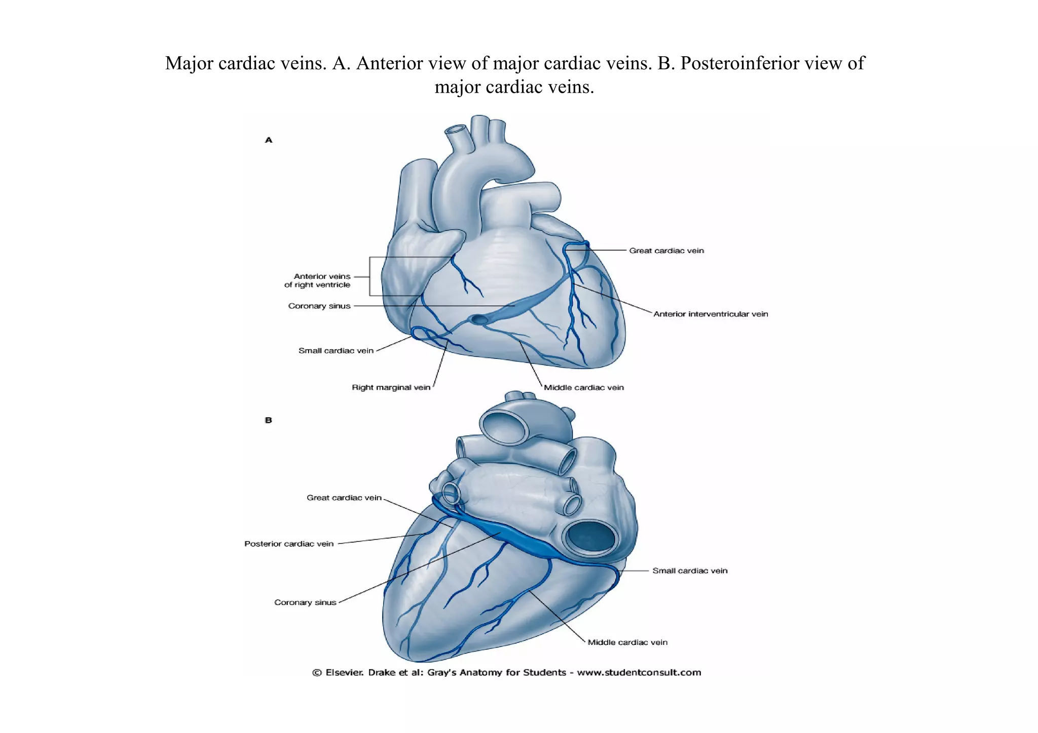 Major cardiac veins. A. Anterior view of major cardiac veins. B. Posteroinferior view of
                                  major cardiac veins.
 