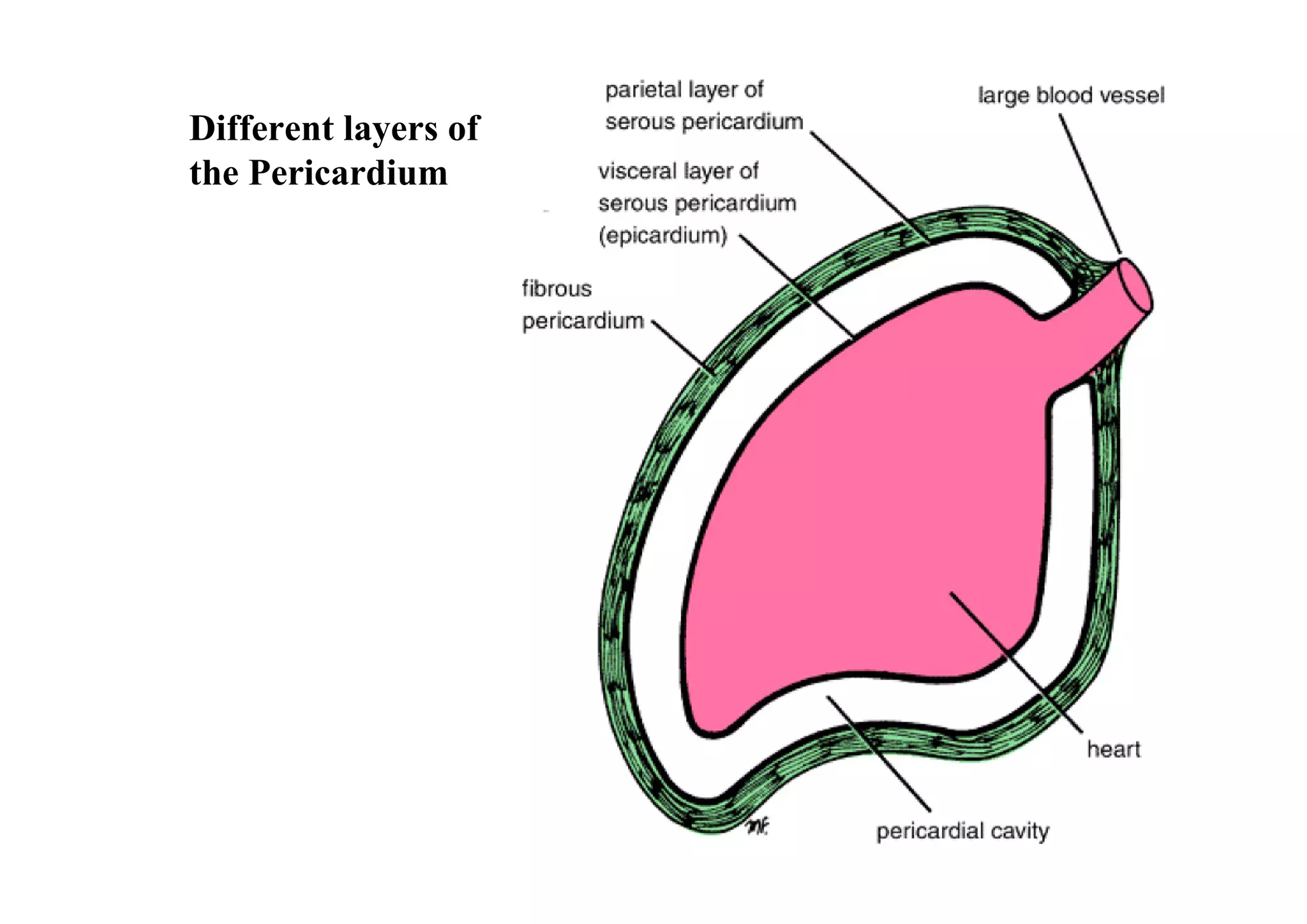 Different layers of
the Pericardium
 