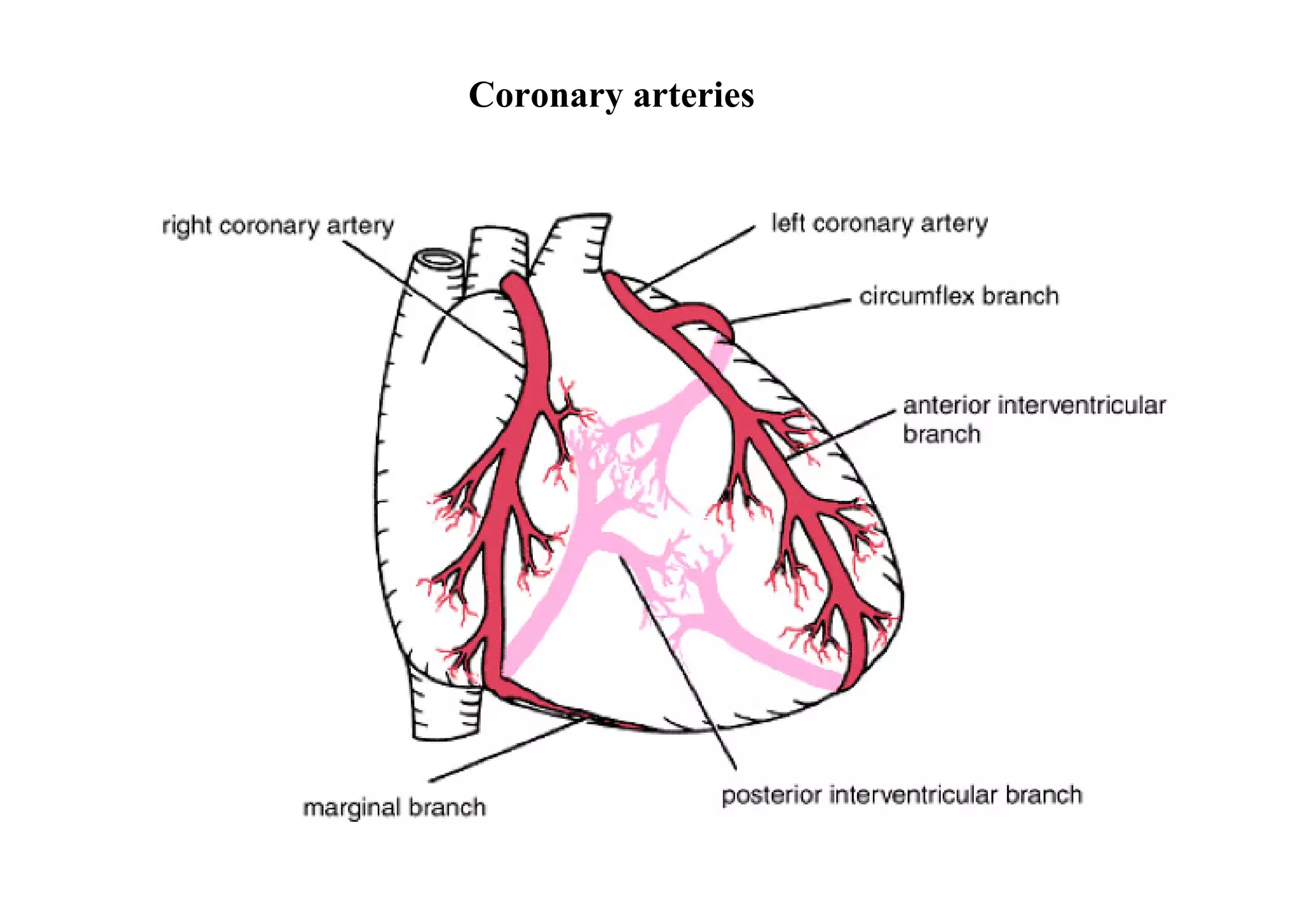 Coronary arteries
 
