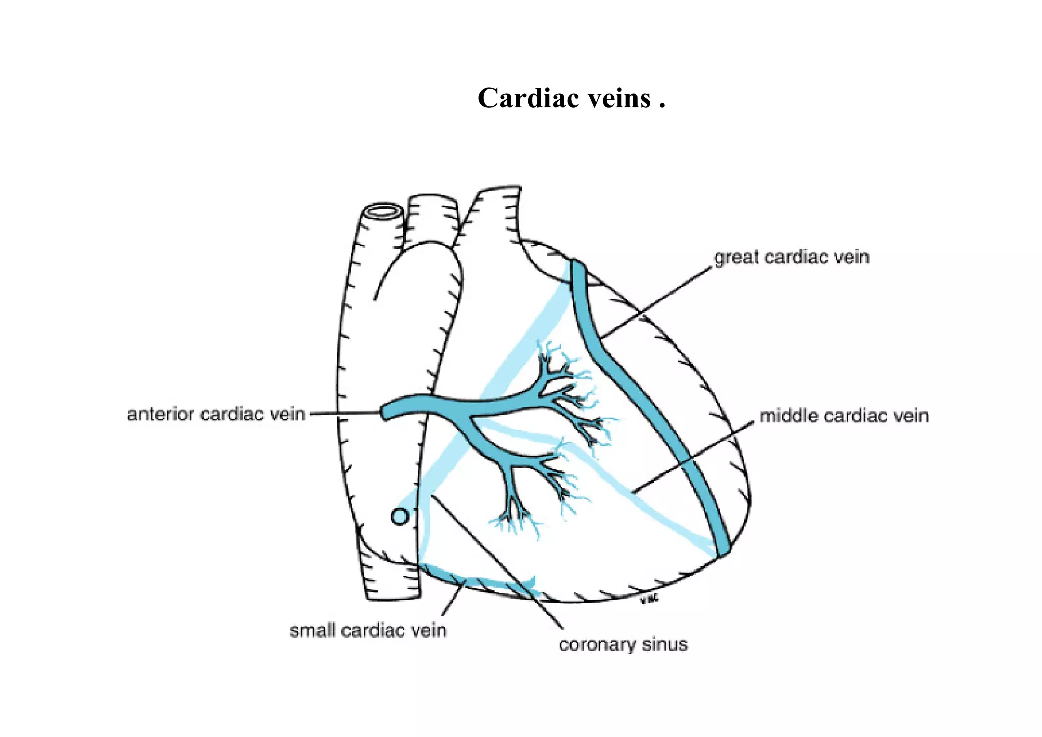 Cardiac veins .
 