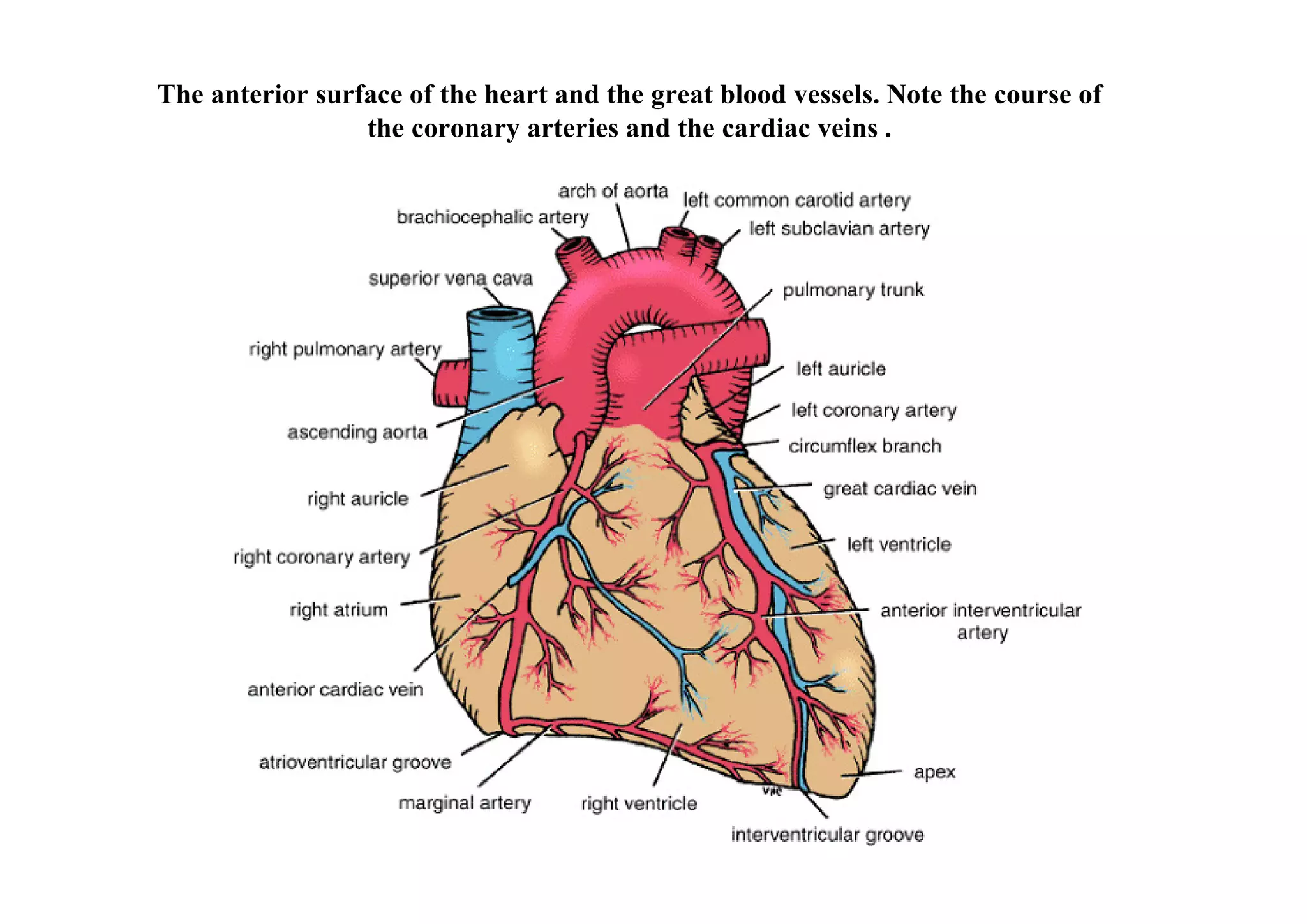 The anterior surface of the heart and the great blood vessels. Note the course of
                 the coronary arteries and the cardiac veins .
 