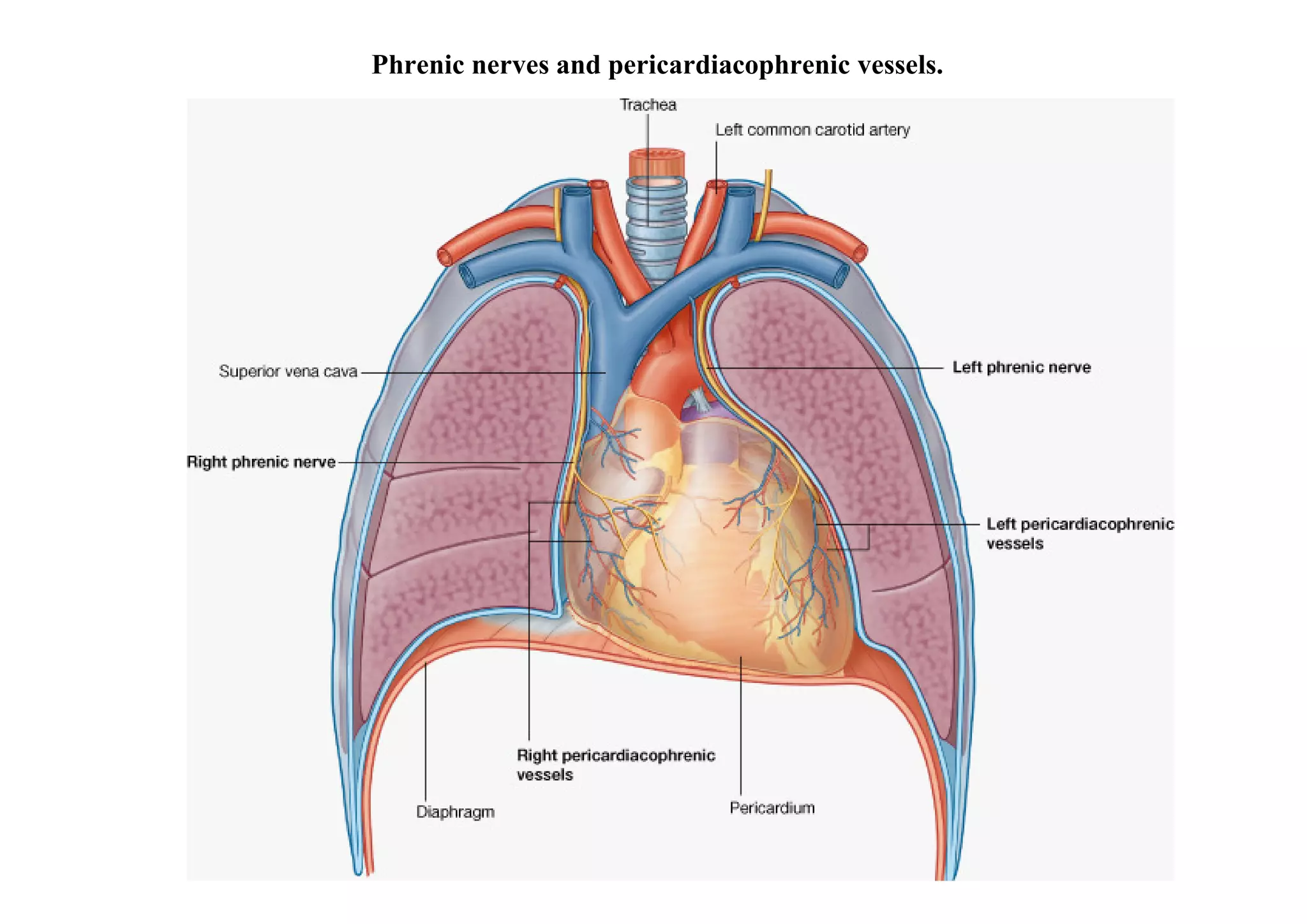 Phrenic nerves and pericardiacophrenic vessels.
 