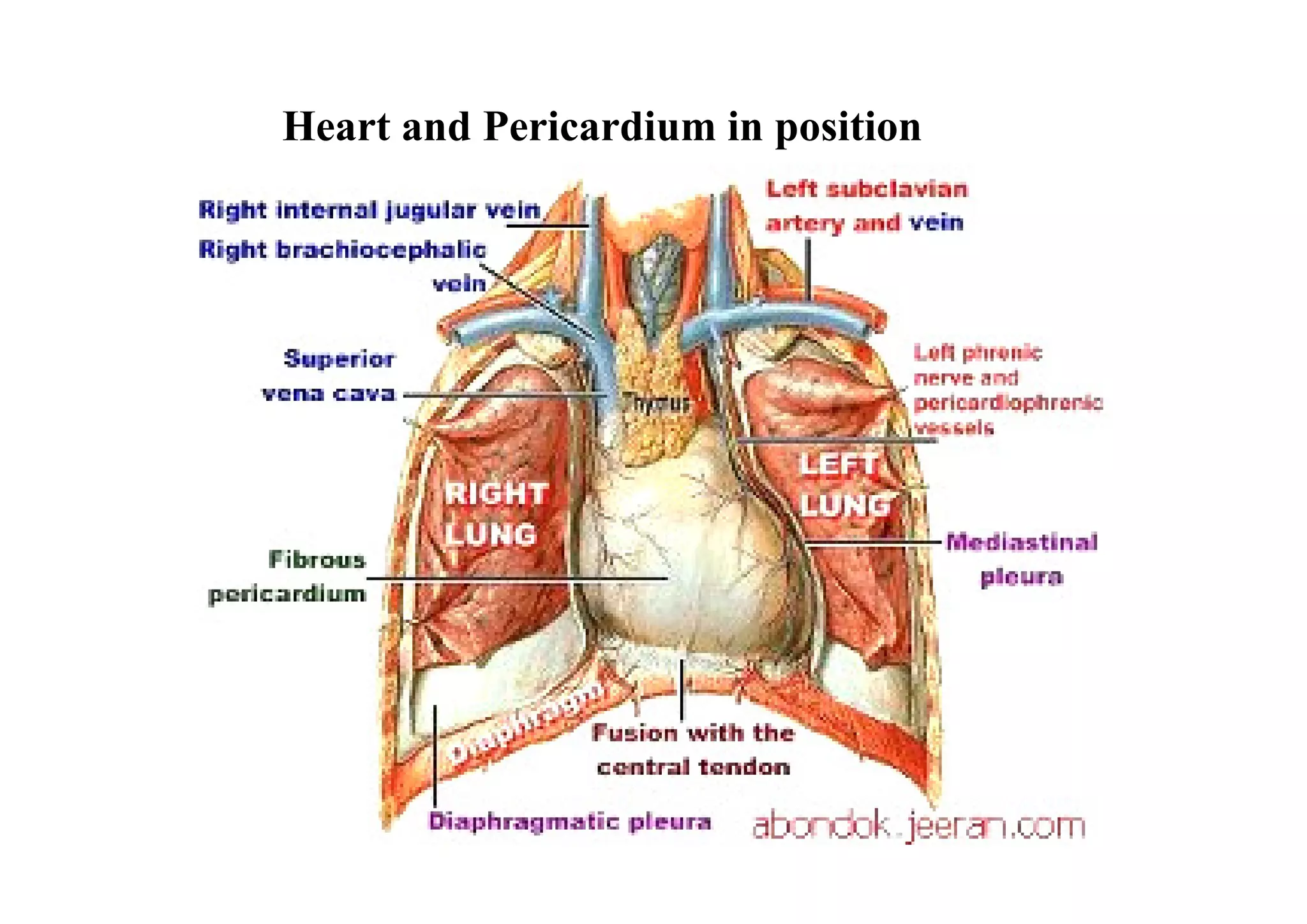 Heart and Pericardium in position
 