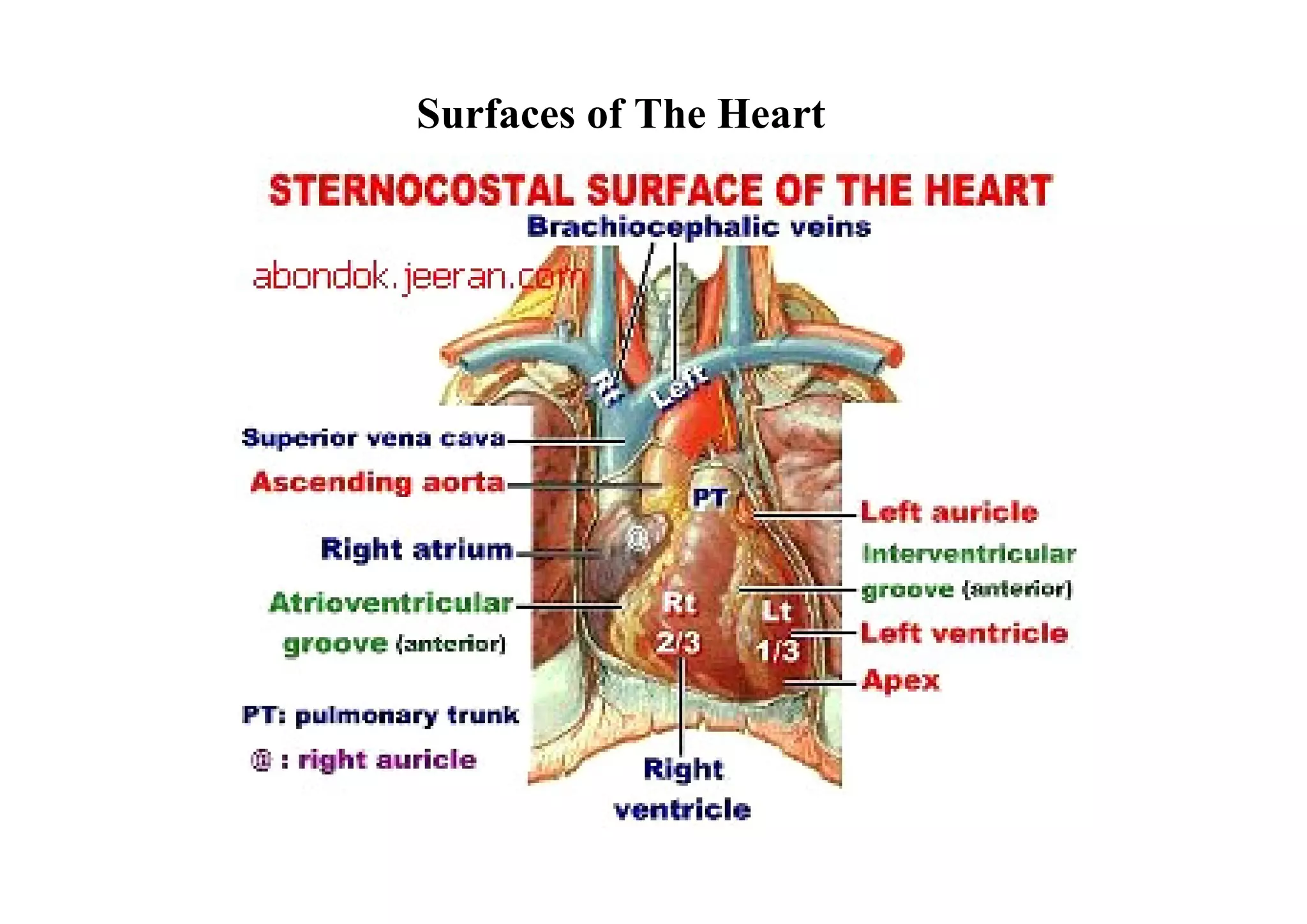 Surfaces of The Heart
 