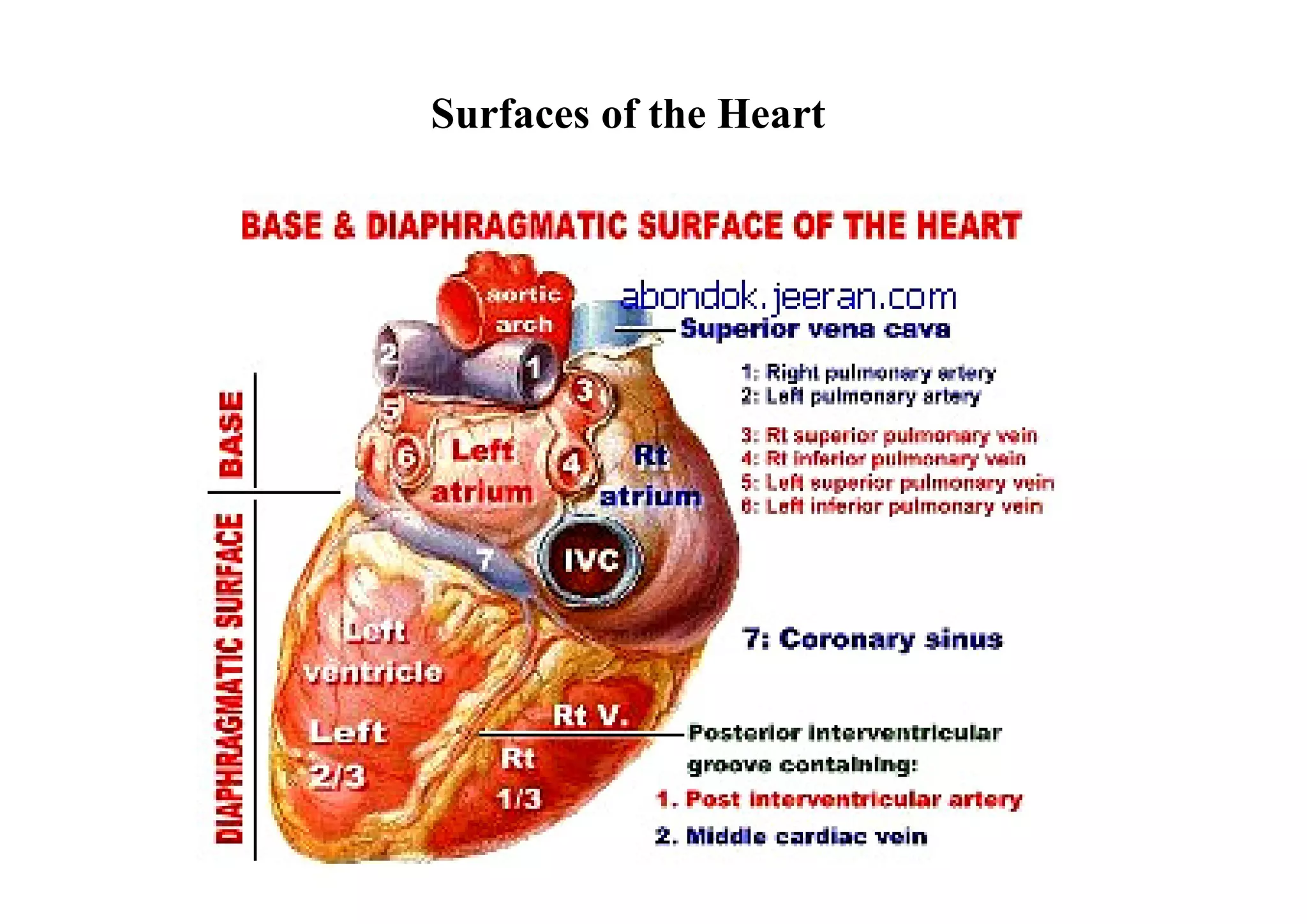 Surfaces of the Heart
 