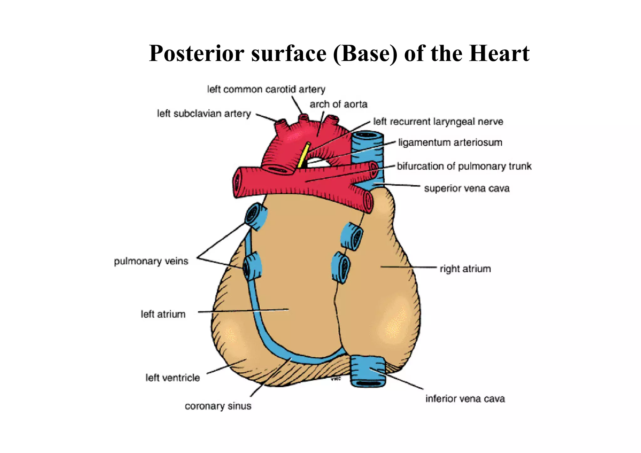 Posterior surface (Base) of the Heart
 