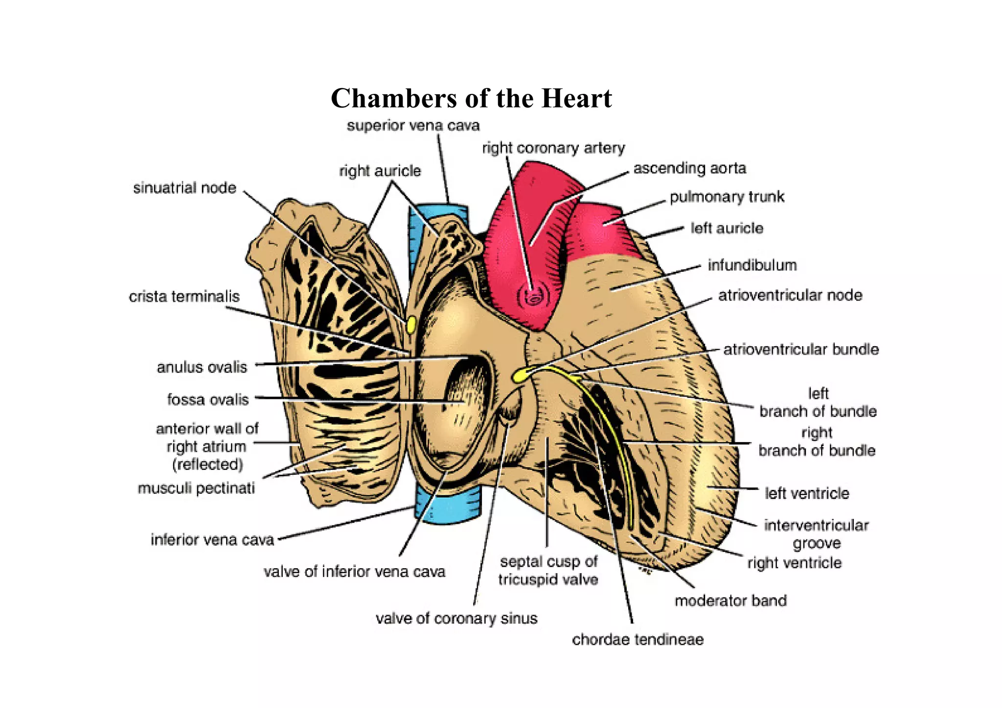 Chambers of the Heart
 