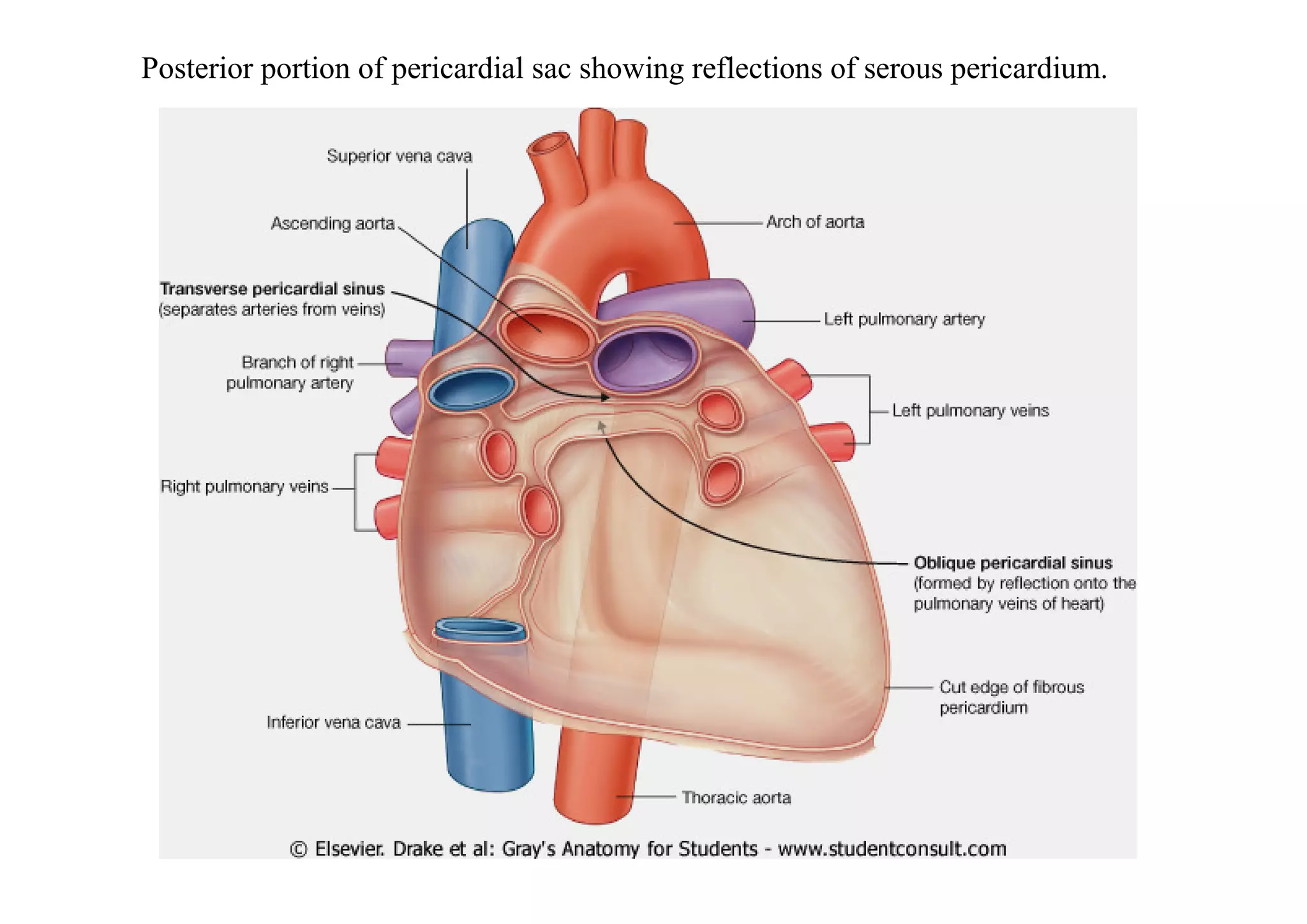 Posterior portion of pericardial sac showing reflections of serous pericardium.
 