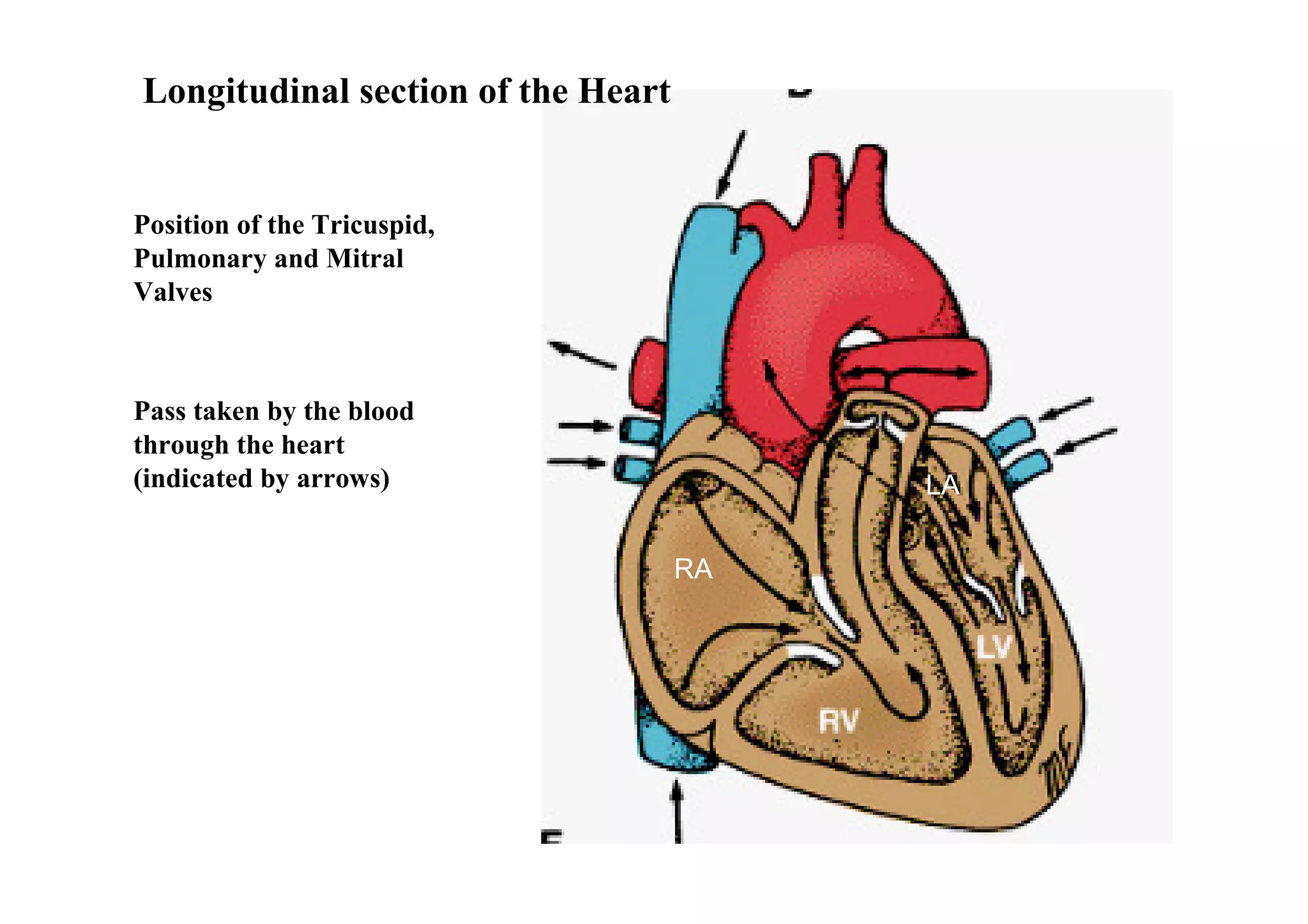 Longitudinal section of the Heart


Position of the Tricuspid,
Pulmonary and Mitral
Valves



Pass taken by the blood
through the heart
(indicated by arrows)                    LA


                                    RA
 