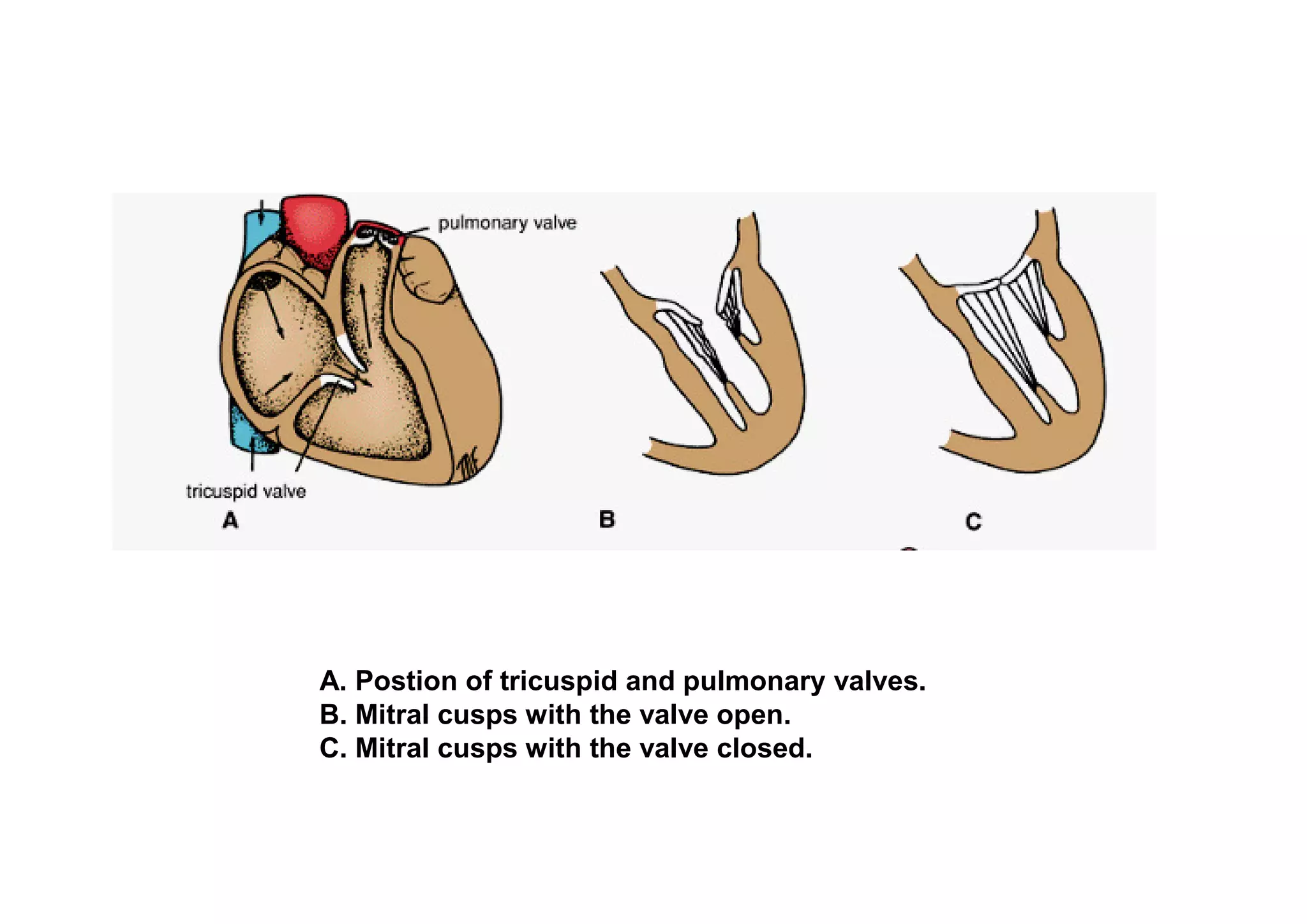 A. Postion of tricuspid and pulmonary valves.
B. Mitral cusps with the valve open.
C. Mitral cusps with the valve closed.
 