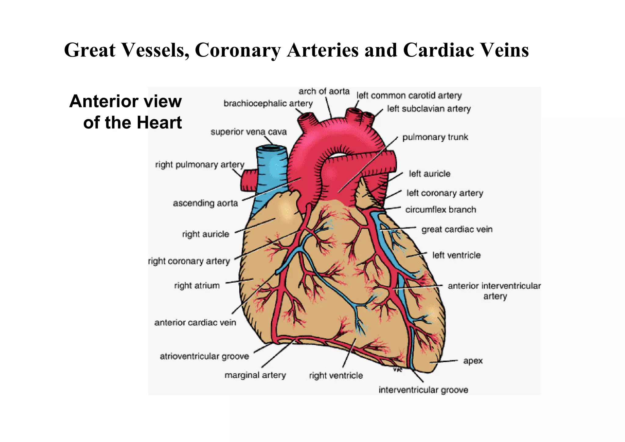 Great Vessels, Coronary Arteries and Cardiac Veins

Anterior view
 of the Heart
 