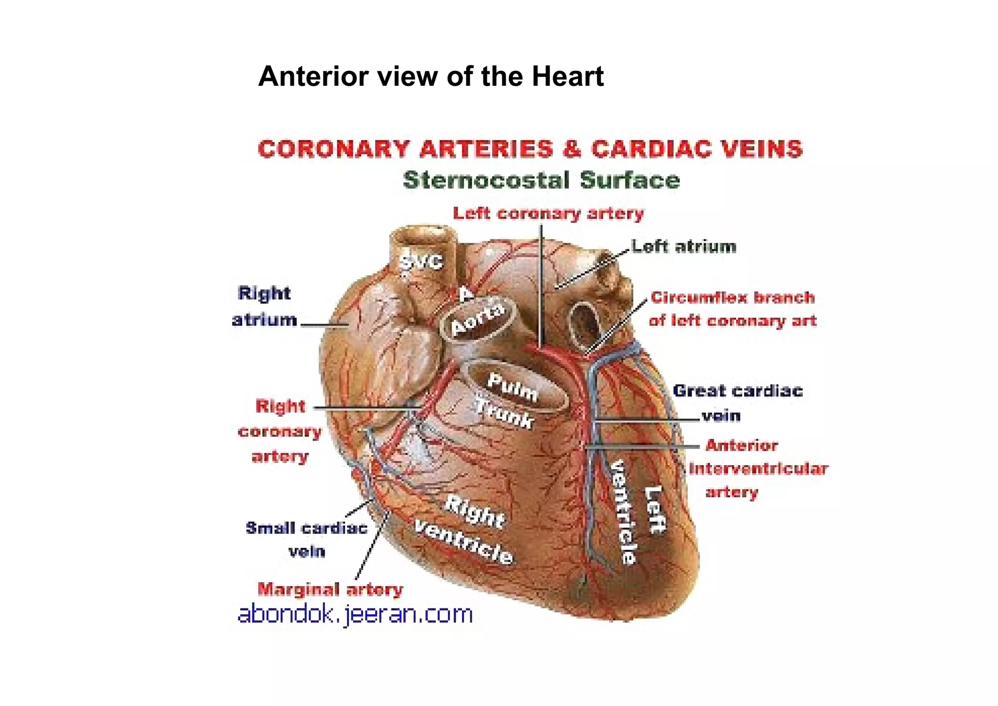 Anterior view of the Heart
 