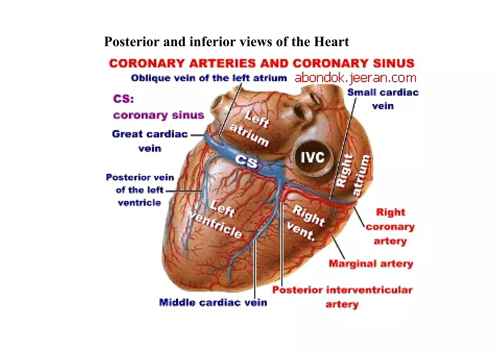 Posterior and inferior views of the Heart
 