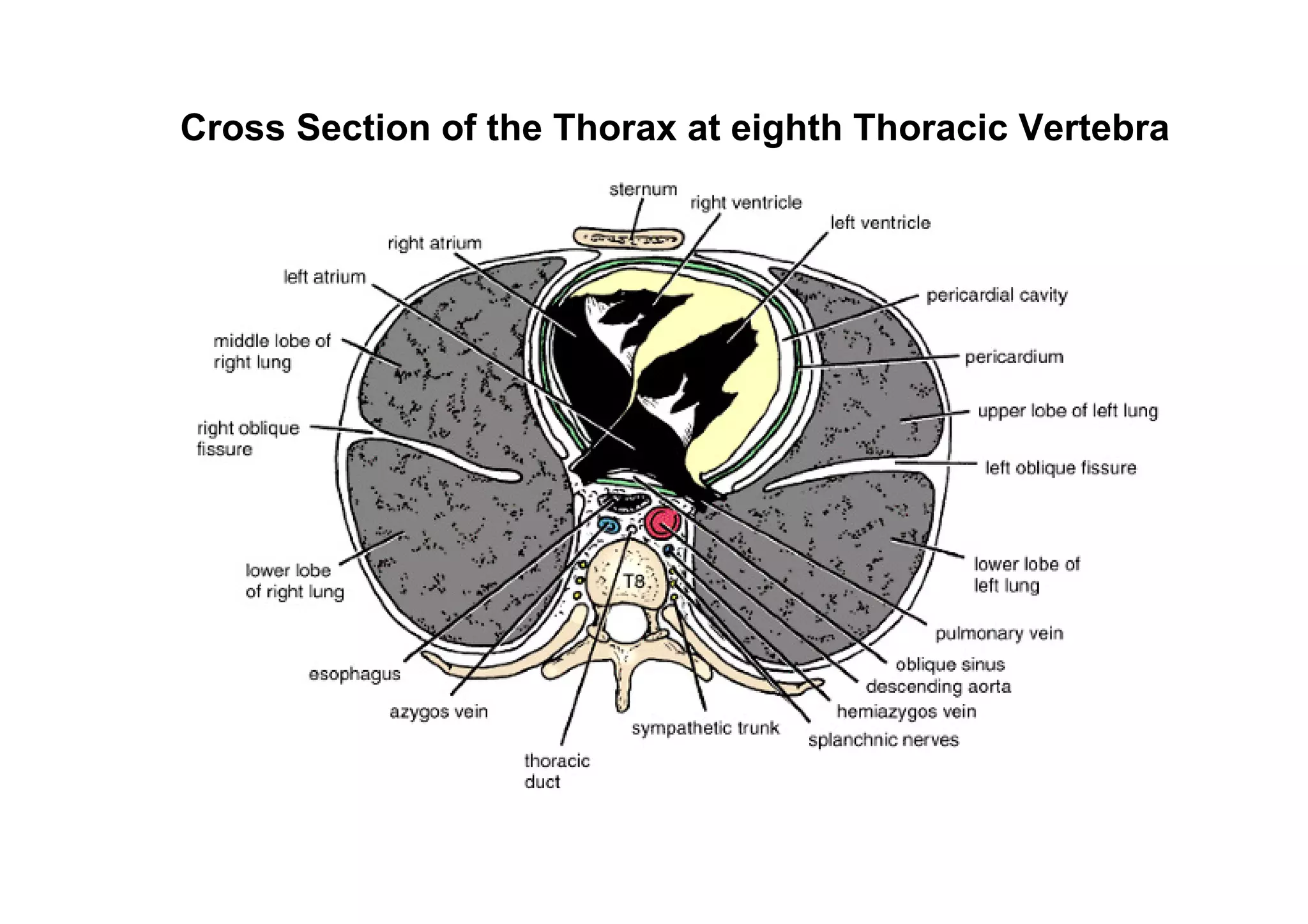 Cross Section of the Thorax at eighth Thoracic Vertebra
 