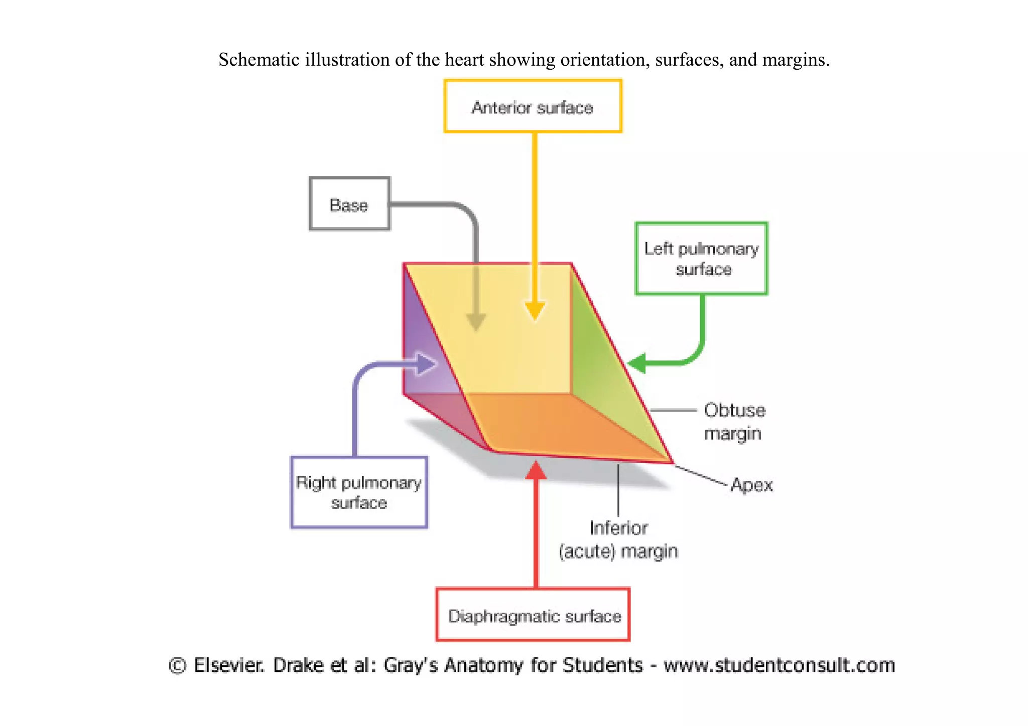 Schematic illustration of the heart showing orientation, surfaces, and margins.
 