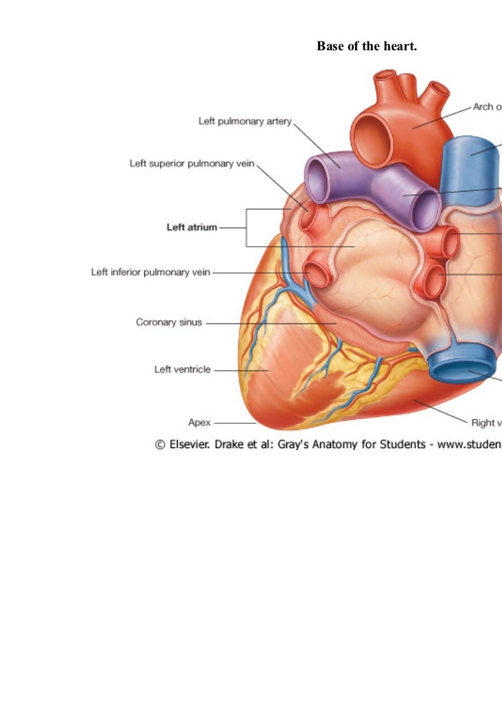 Apex Anatomy