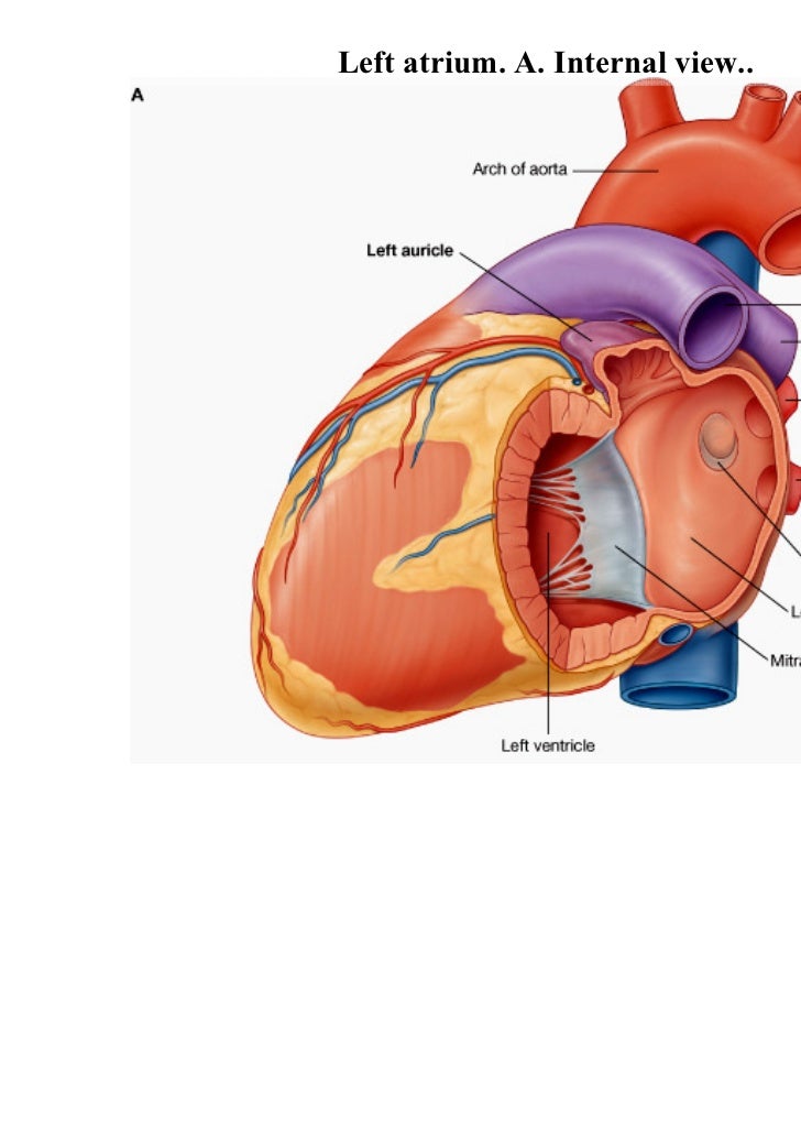 Lecture 4 Heart Anatomy