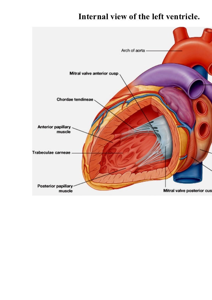Lecture 4 Heart Anatomy