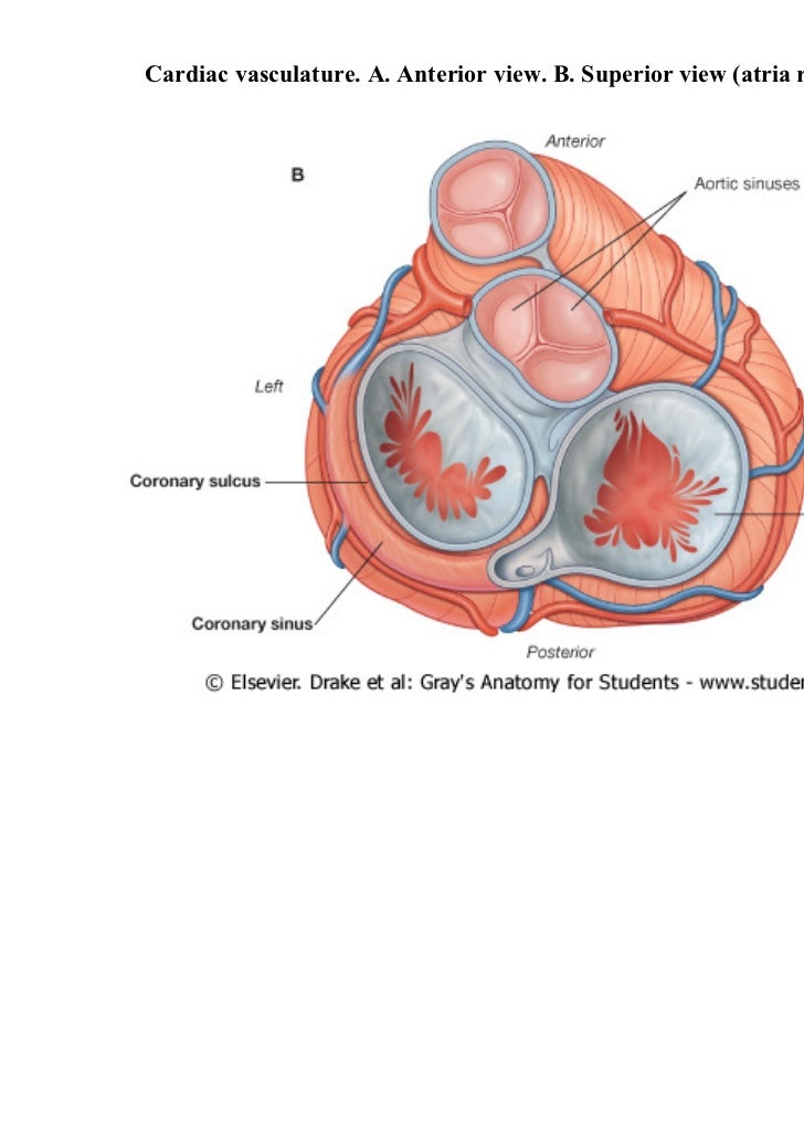 Diagram Of The Anterior View Of The Heart Images - How To 